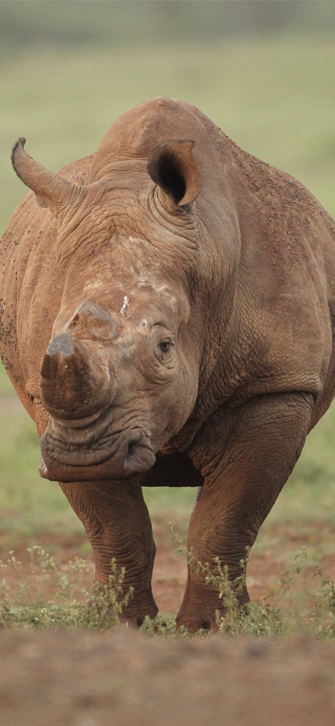 Kayumangging Rhinoceros Wallpaper