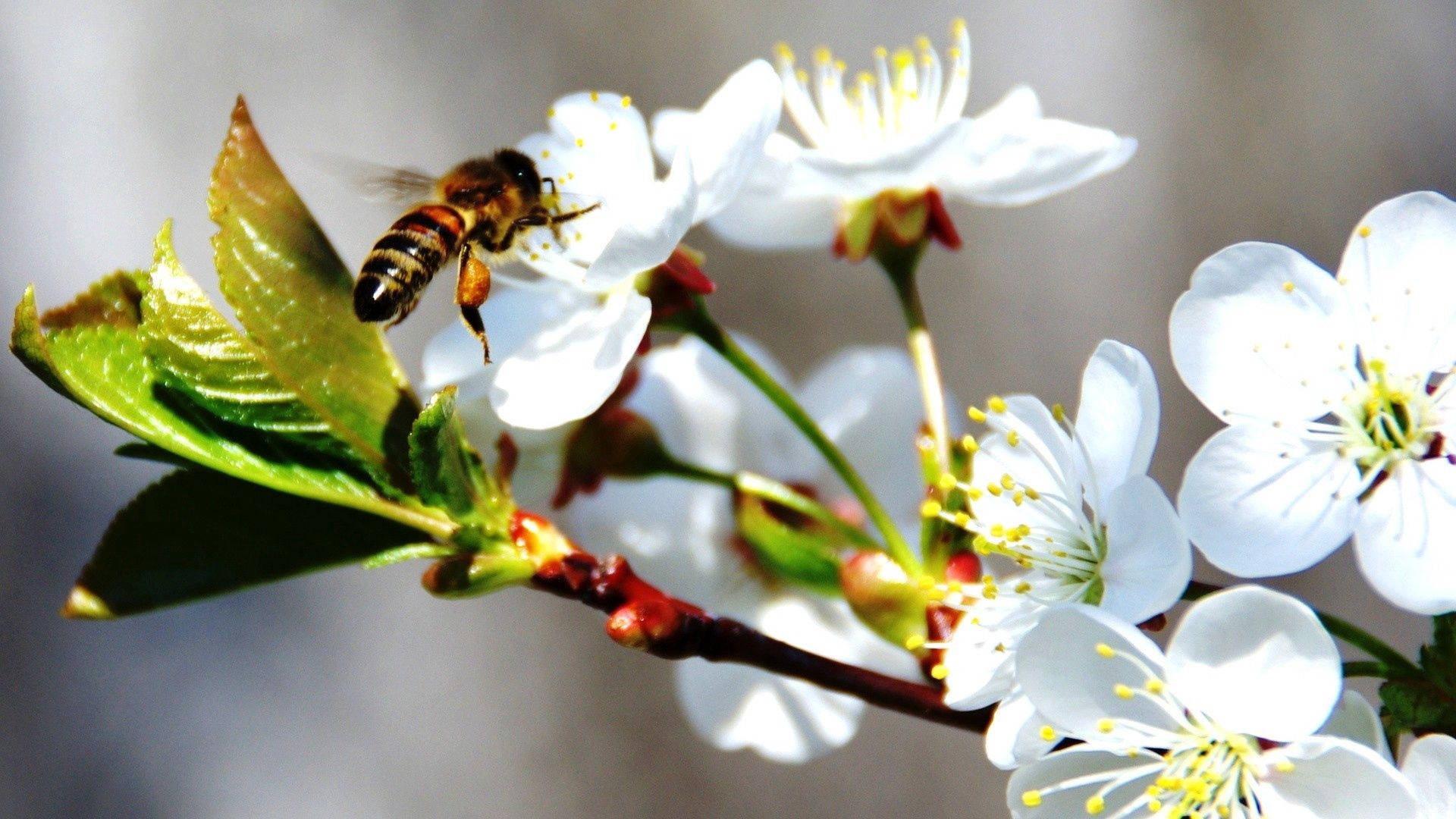 Bubuyog sa Puting Cherry Blossom Wallpaper