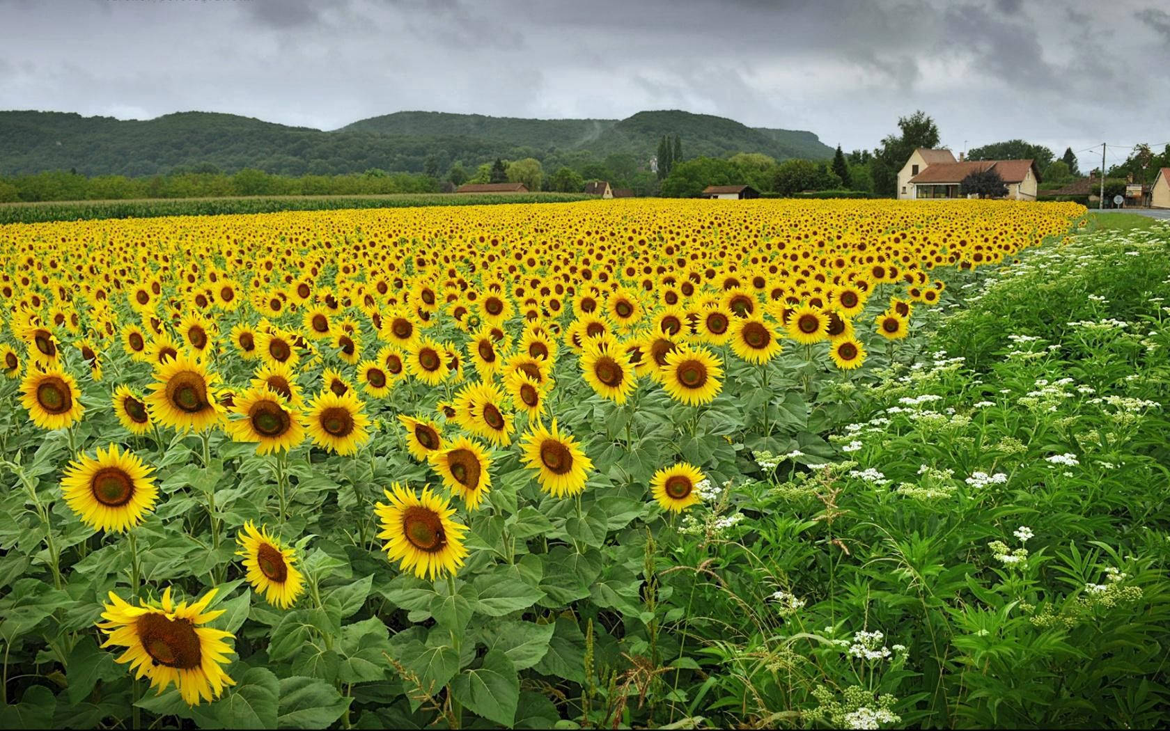 bukirin ng magagandang Sunflower Wallpaper