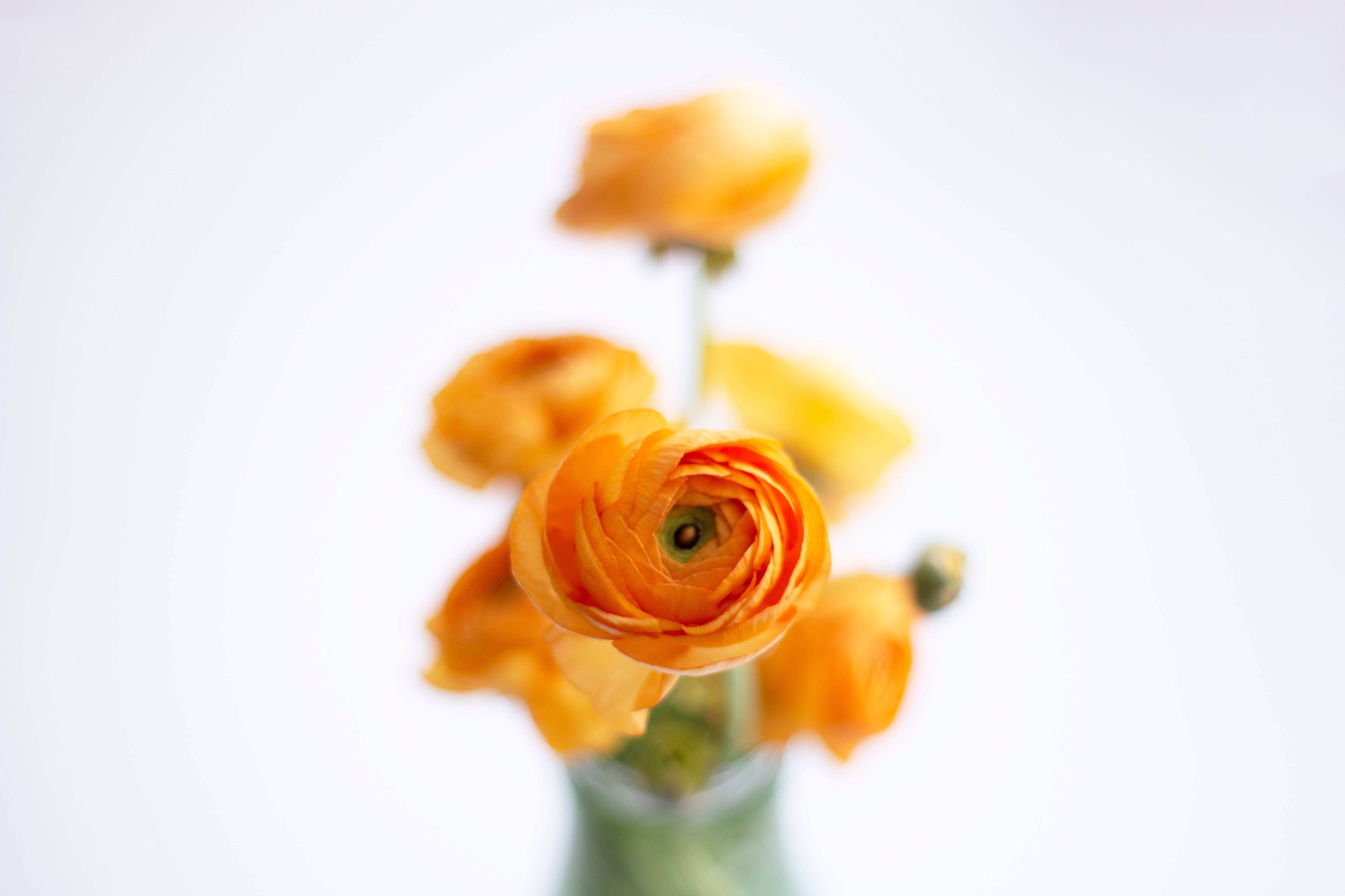 Bulaklak na Aestetik sa Kulay Kahel Wallpaper