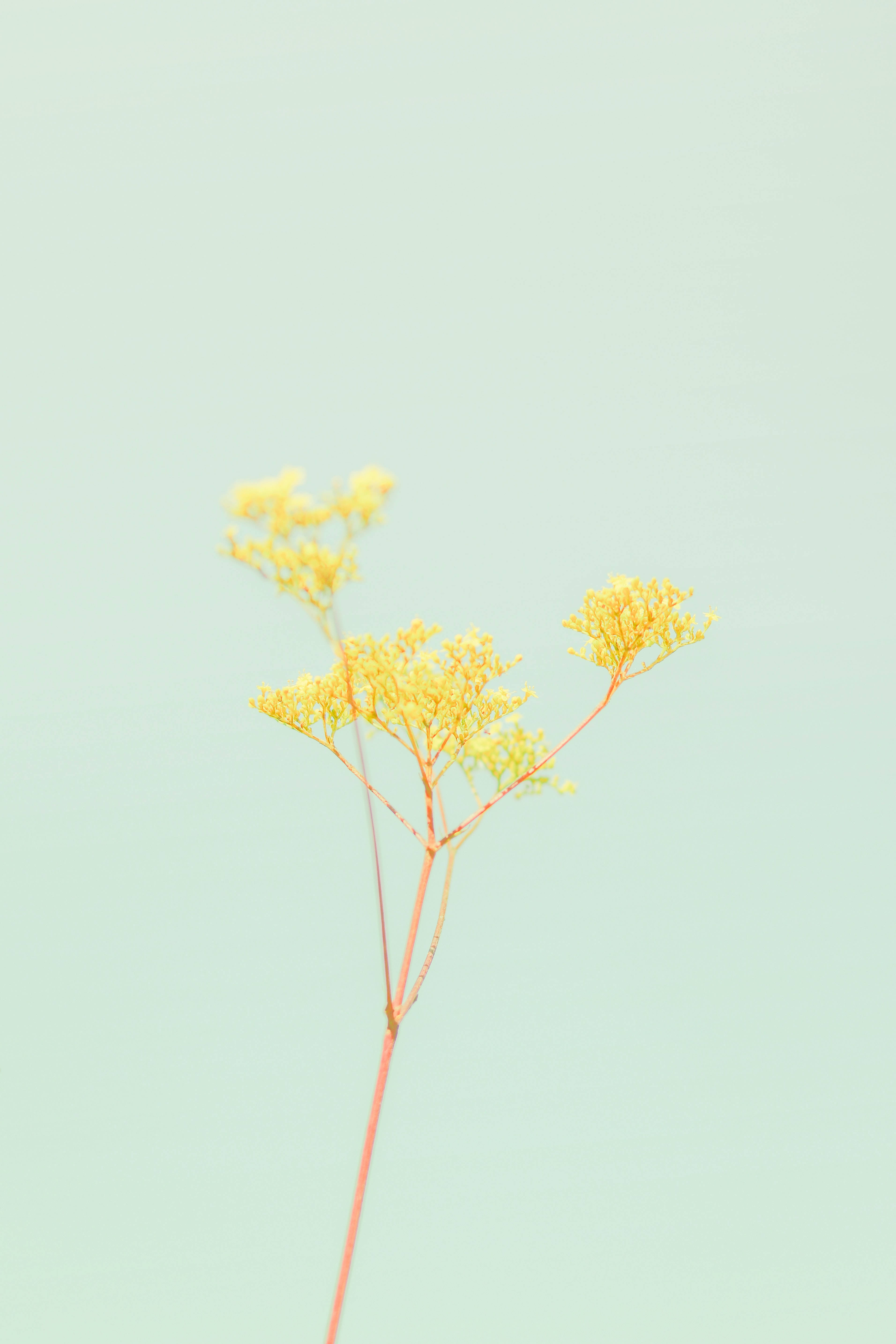 Bulaklak na Dilaw at Luntian sa iPhone Wallpaper