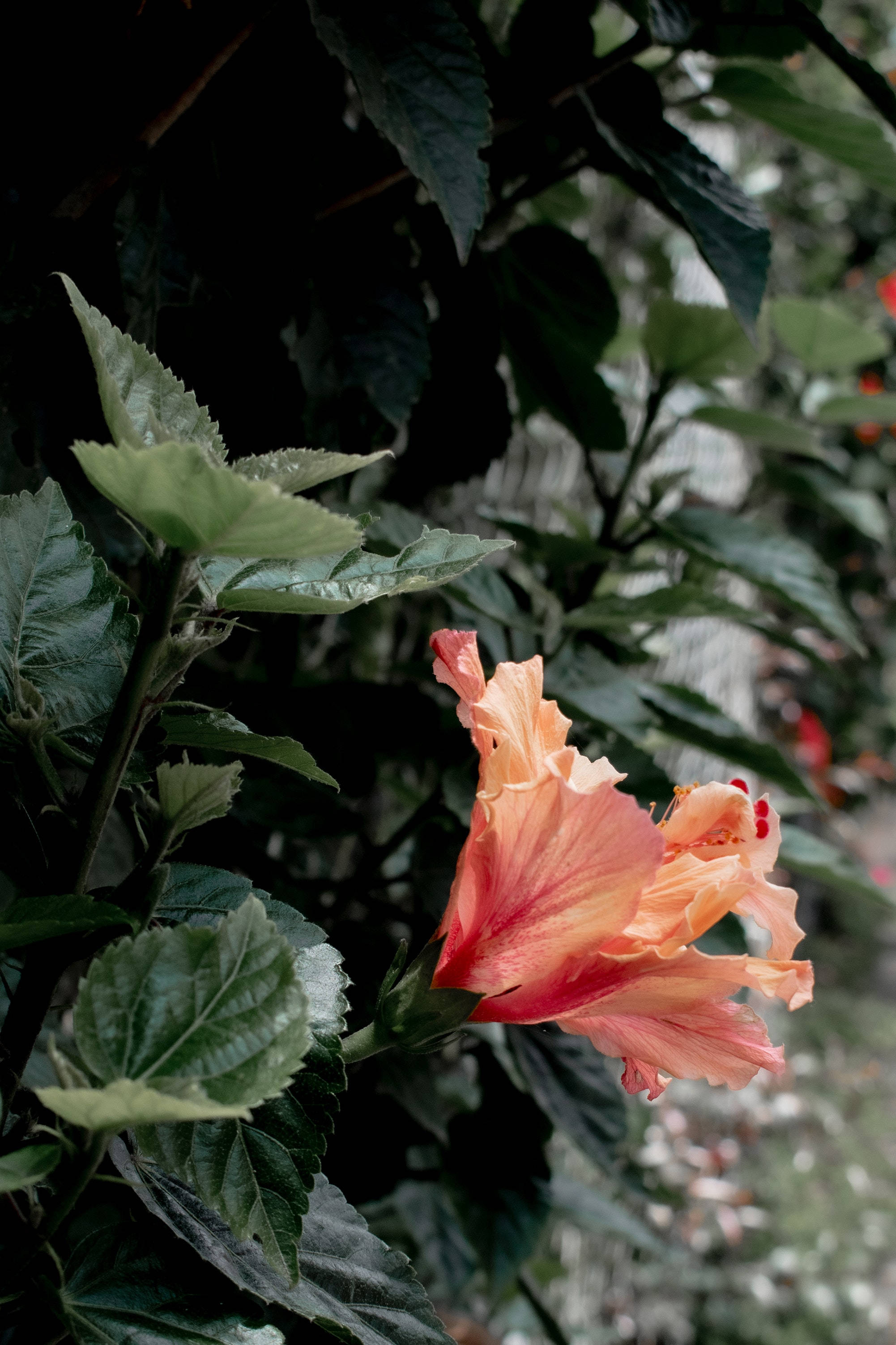 Bulaklak na Hibiscus Aesthetic ng Halaman Wallpaper