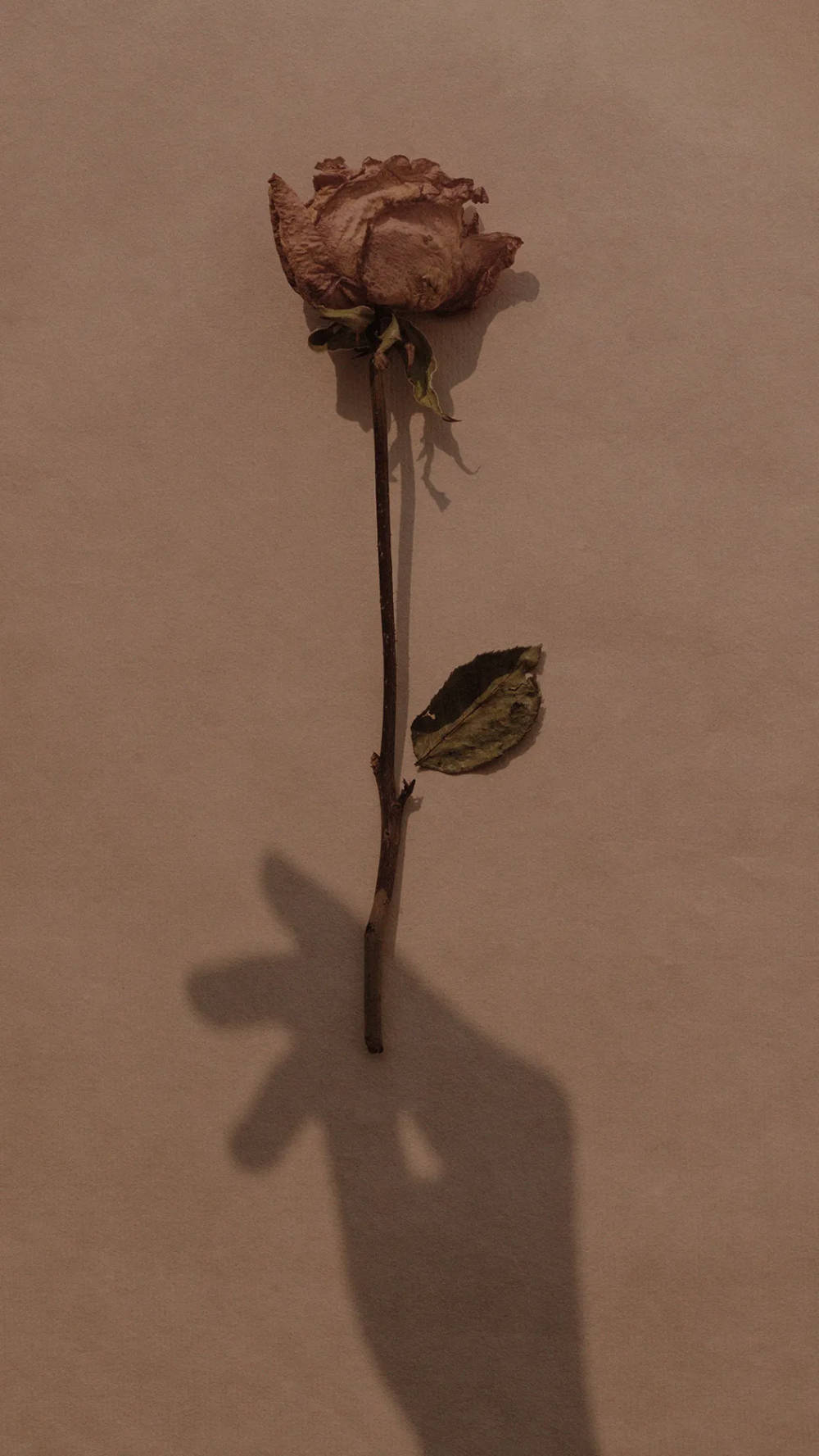 Bulaklak na Lanta sa Aesthetic na Kayumanggi Wallpaper