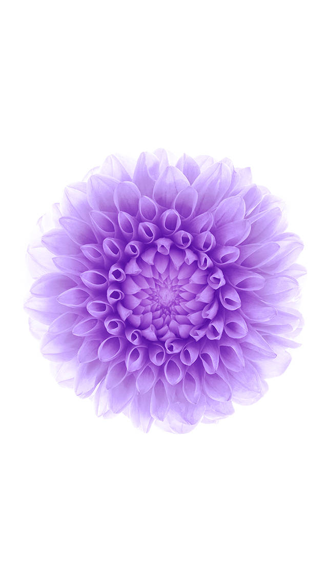 Bulaklak na Lila iOS 6 Wallpaper