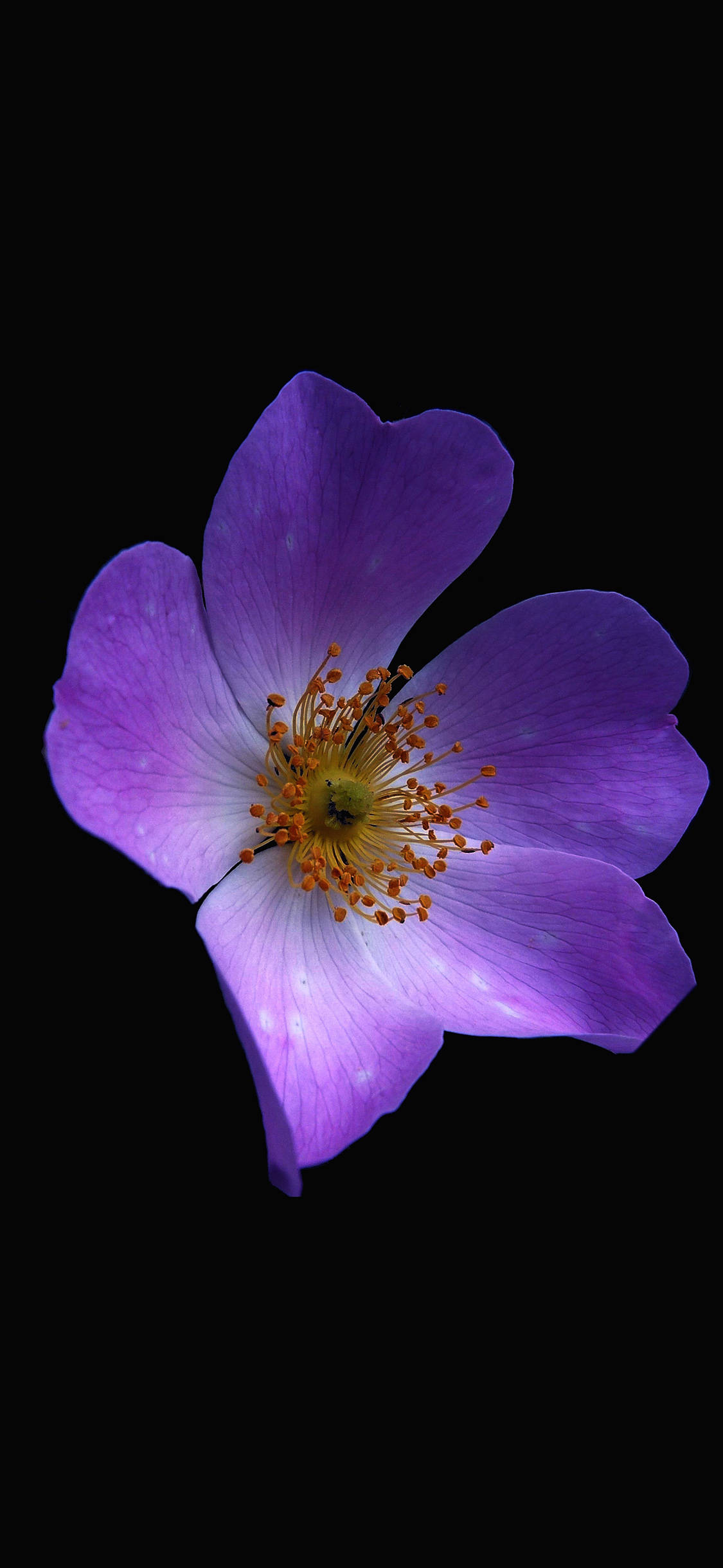 Bulaklak na Lila na Aesthetic Wallpaper