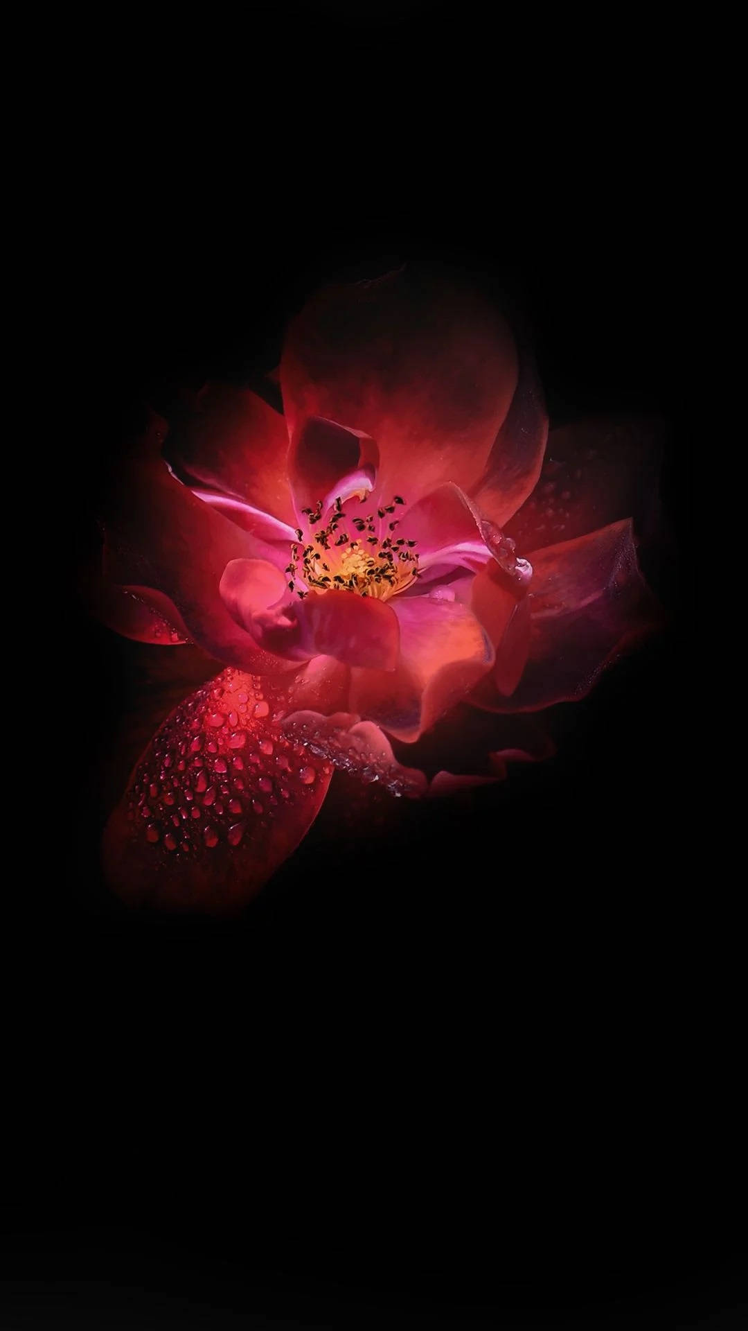 Bulaklak na Lotus na Infinix na Madilim na Pula Wallpaper