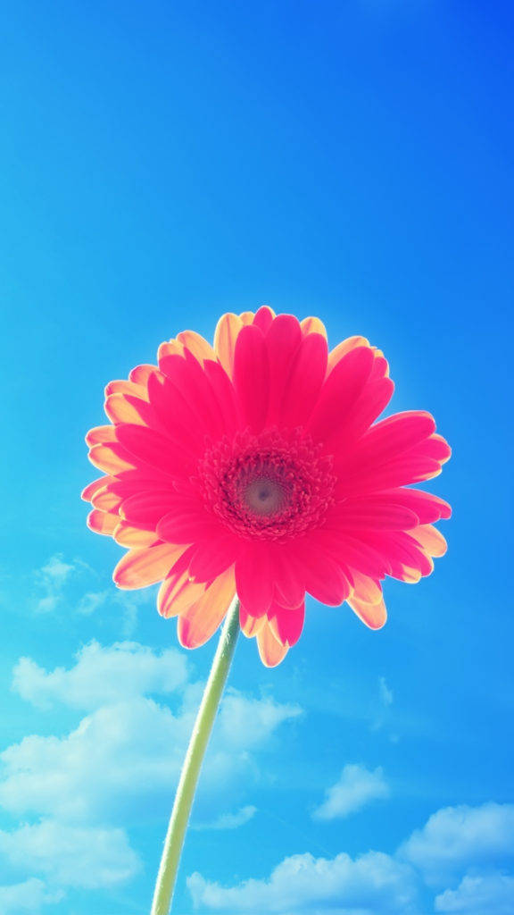 Bulaklak na May Rosas na Taluluyan iPhone Wallpaper