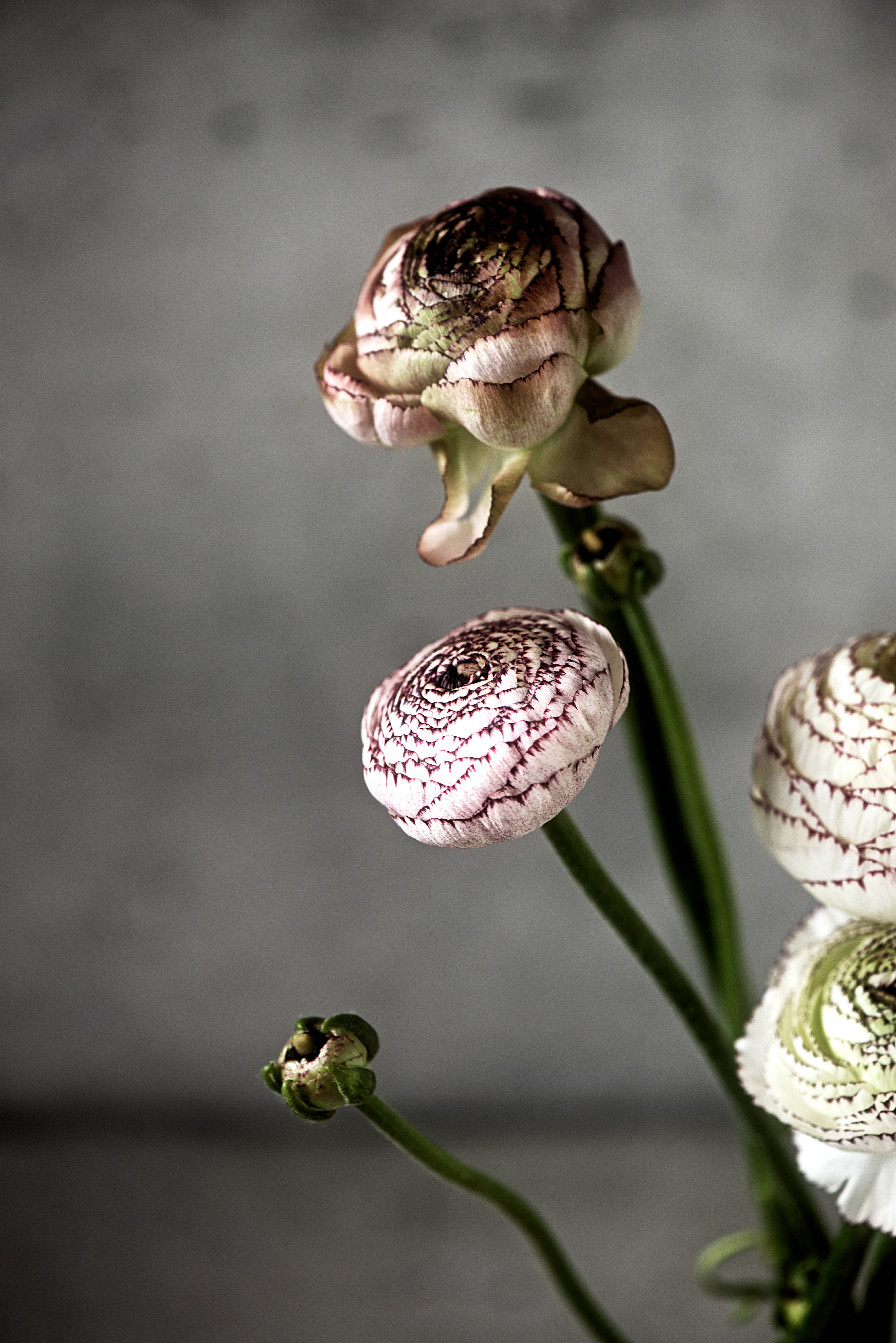 Bulaklak na Pink na Madilim na Talulot na May Tangkay Wallpaper