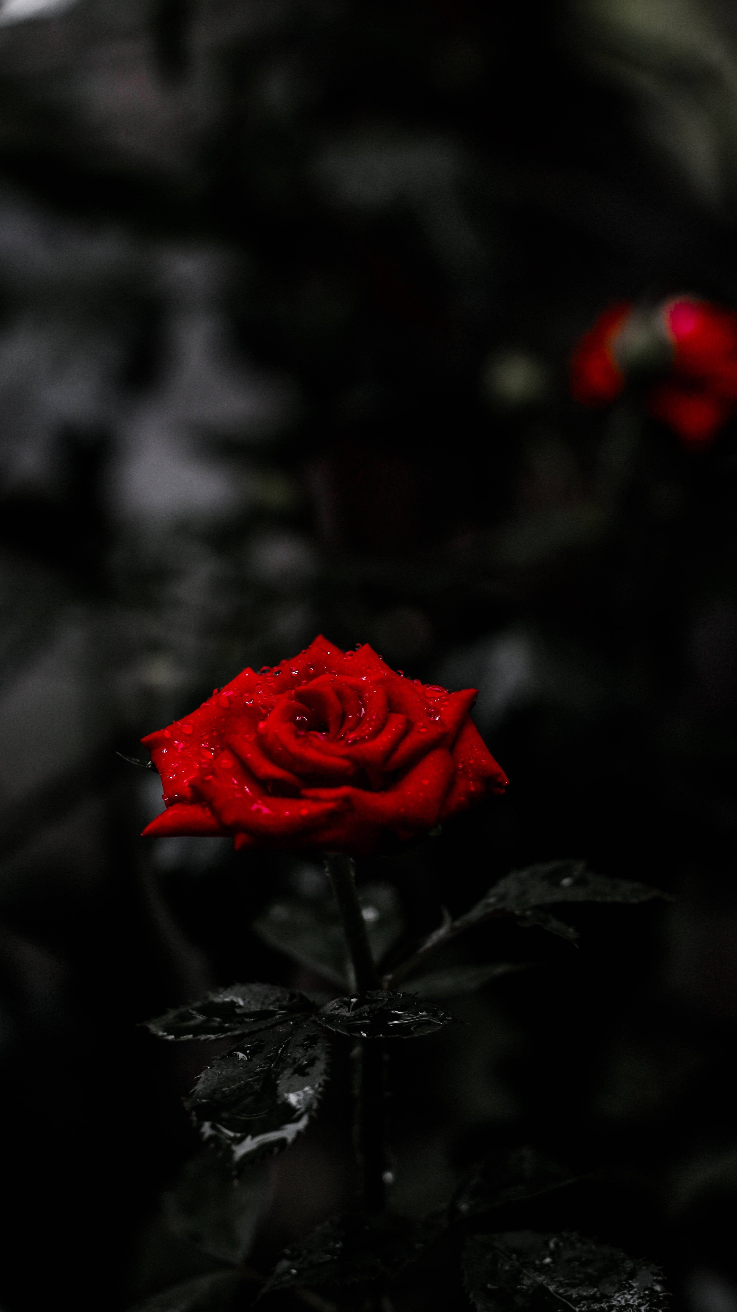 Bulaklak na Pulang Rosas 8K Telepono Wallpaper