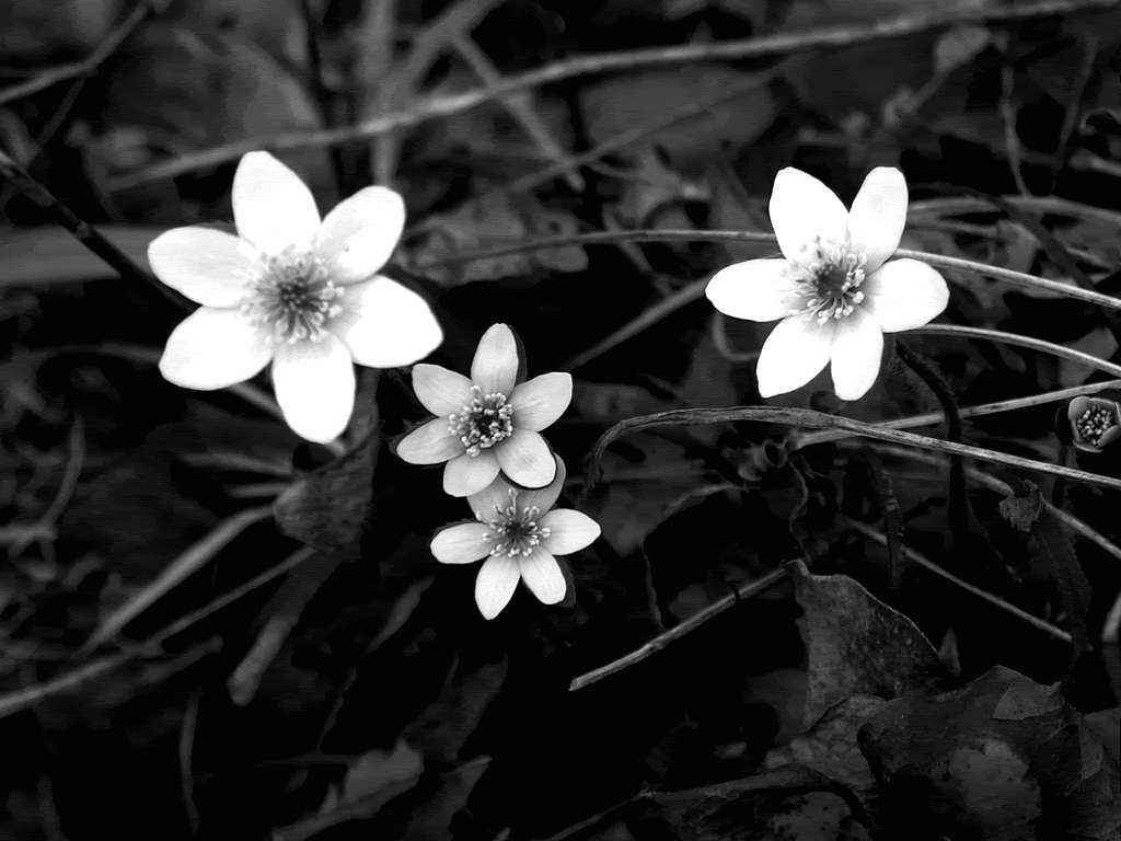 Bulaklak na Puti sa Monochrome Wallpaper