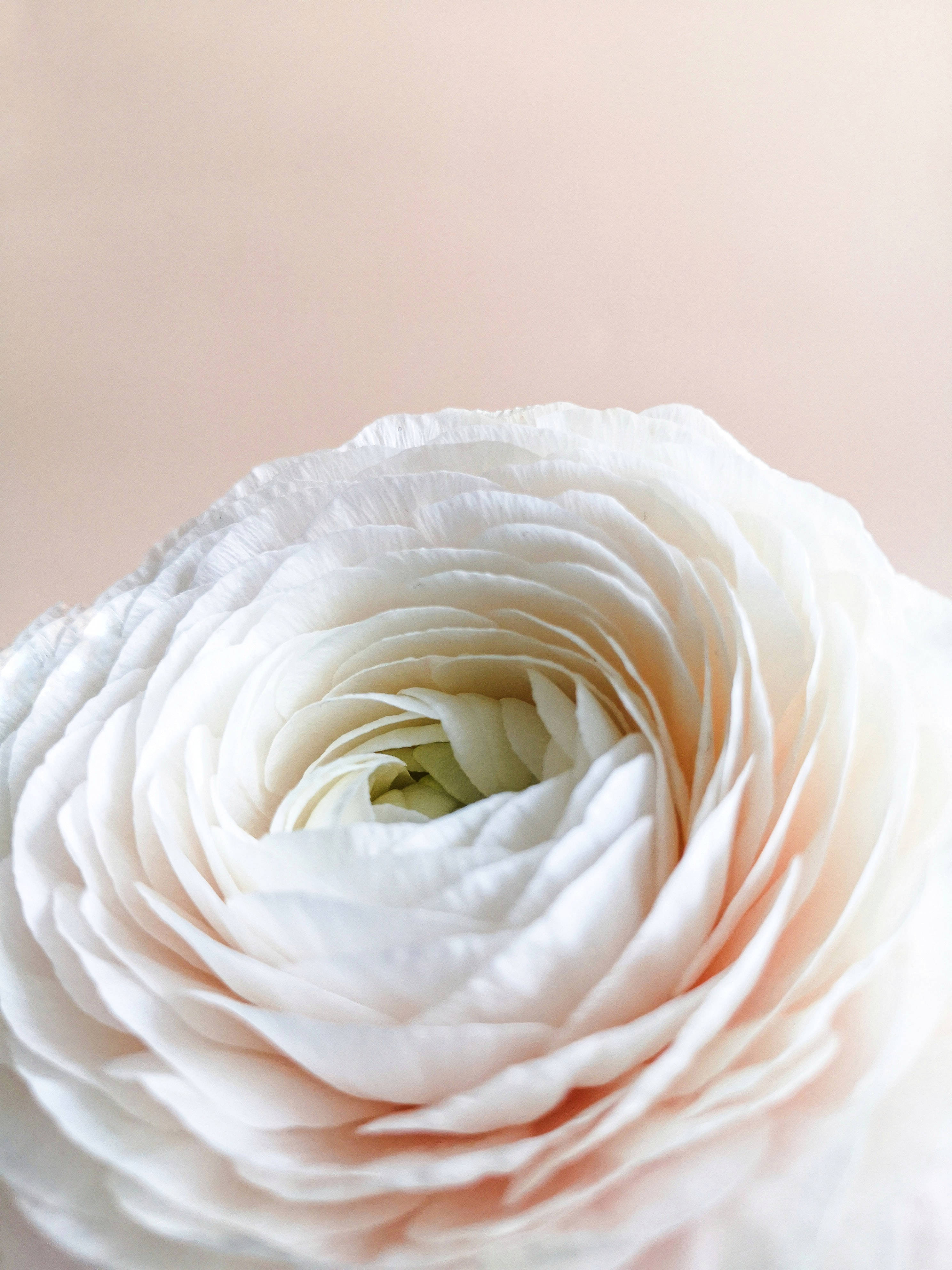 Bulaklak na Puti sa Pastel na iPhone Wallpaper