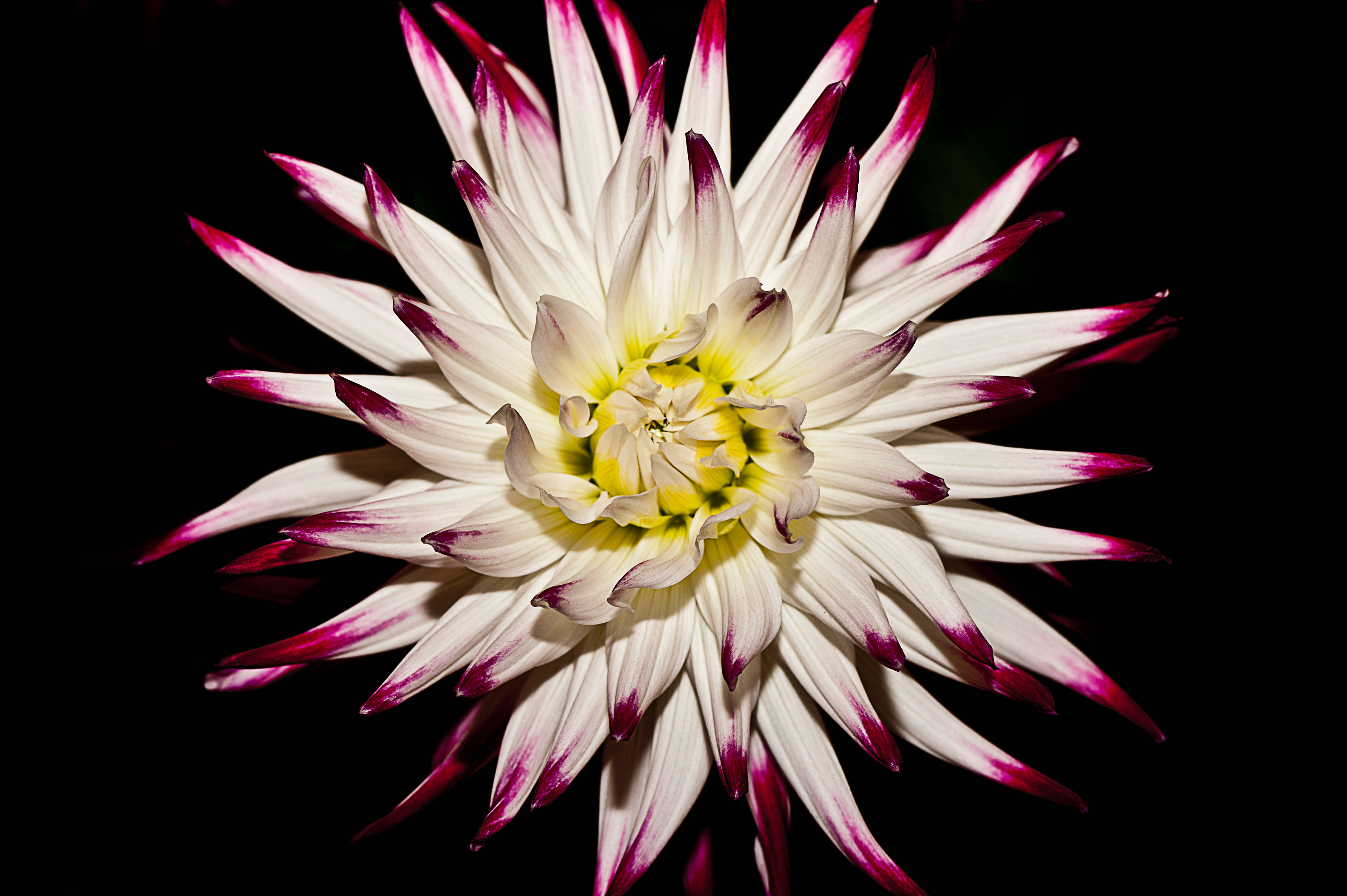 Bulaklak na Puti Rosas Madilim Wallpaper