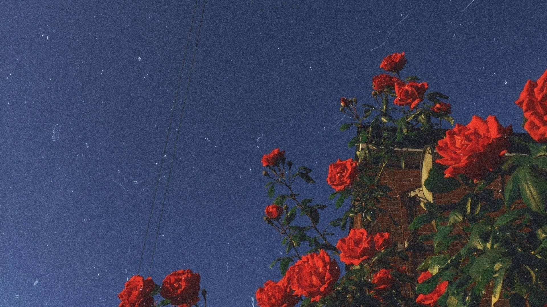 Bulaklak na Rosas Aesthetic Wallpaper