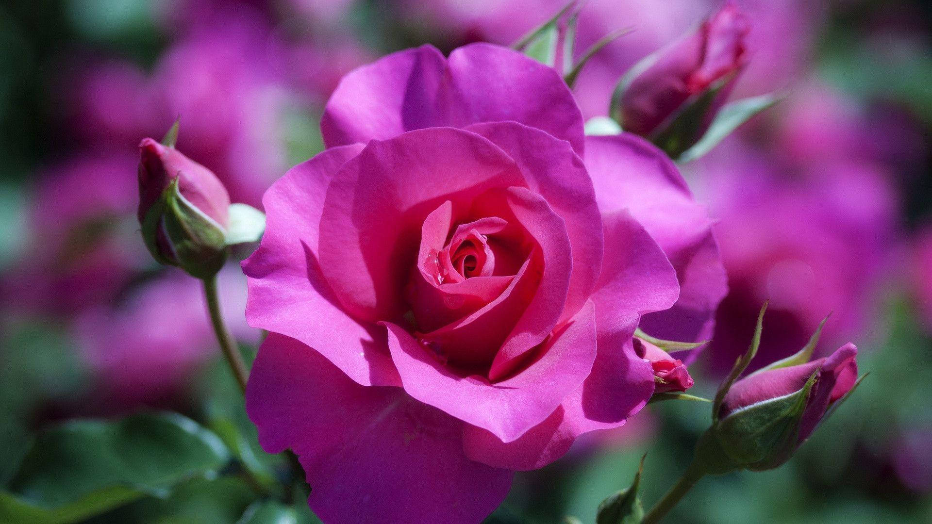 Bulaklak na Rosas na Kulay Lila-Pink Wallpaper