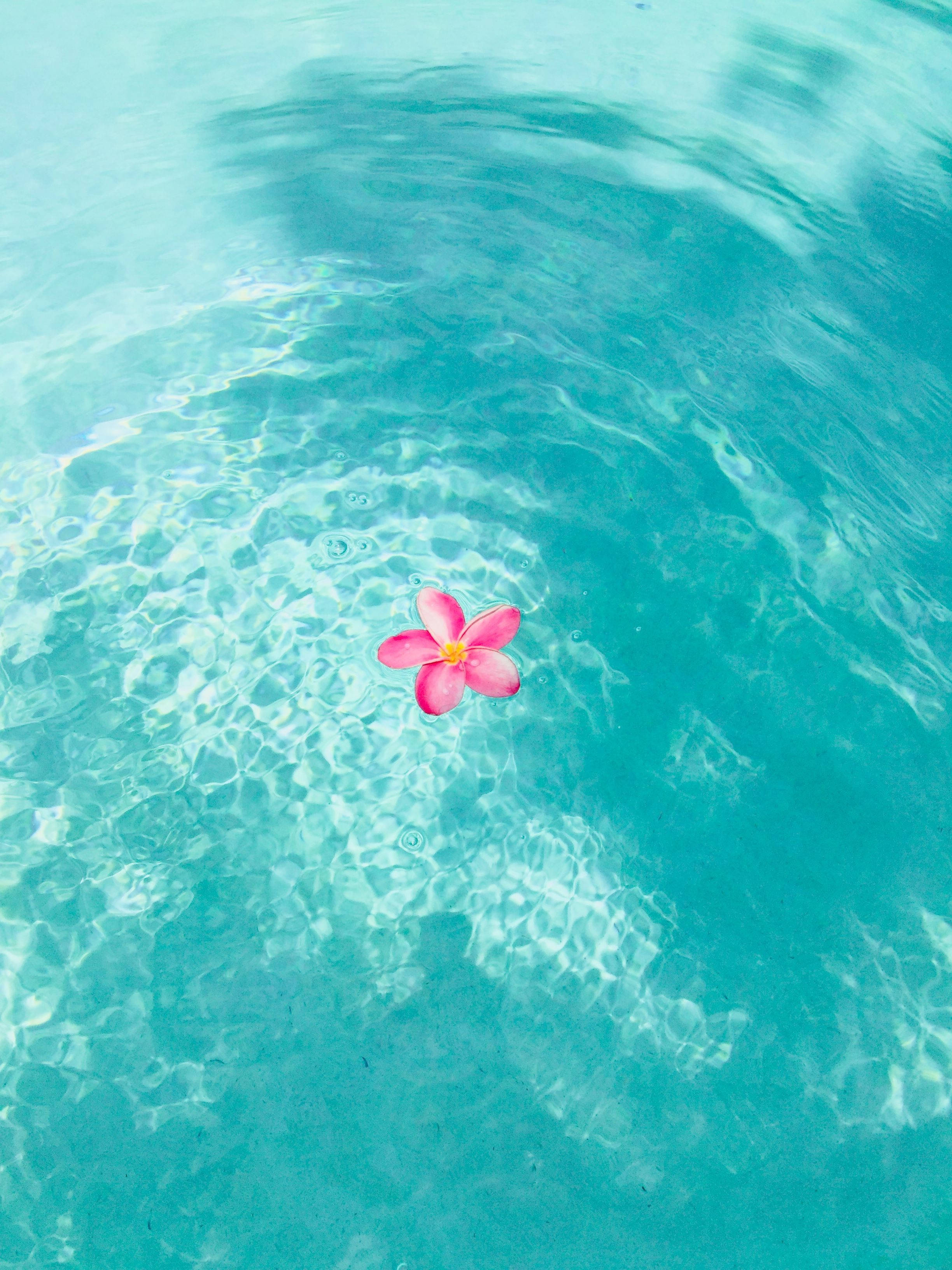 Bulaklak na Rosas sa Pool para sa Tag-init na Telepono Wallpaper