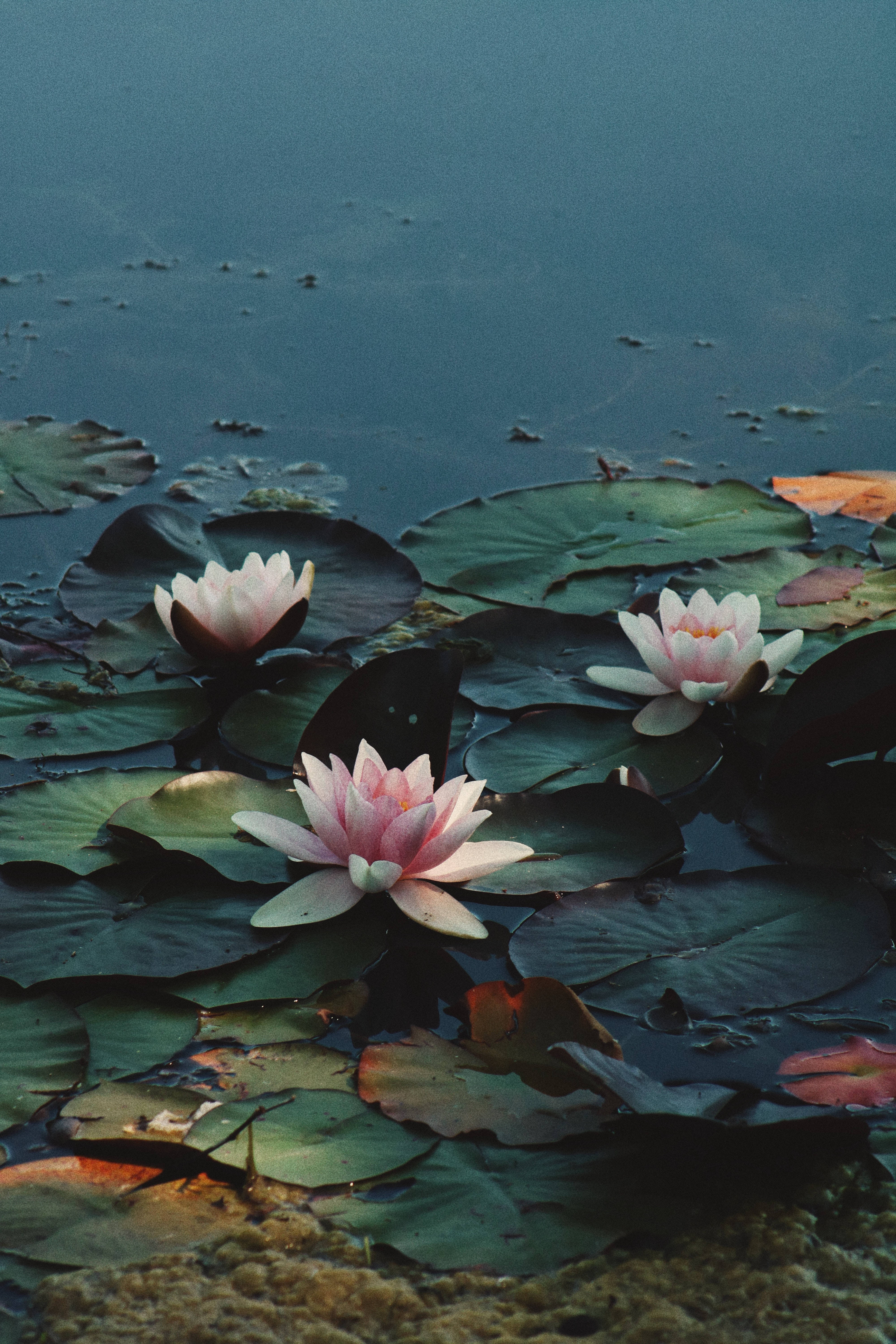 Bulaklak na Rosea Plena Lotus Wallpaper