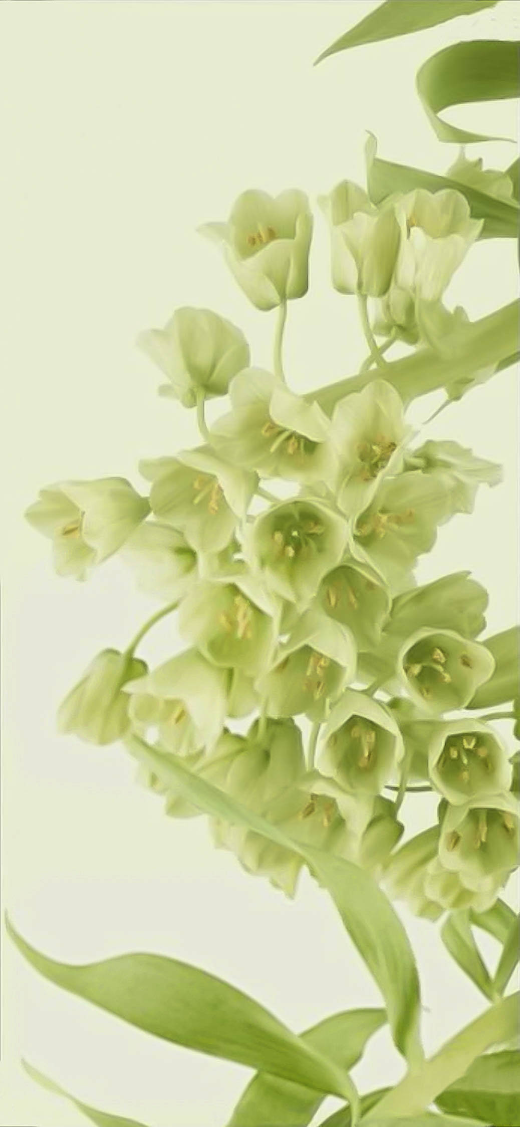 Bulaklak na Super Light Green para sa Telepono Wallpaper