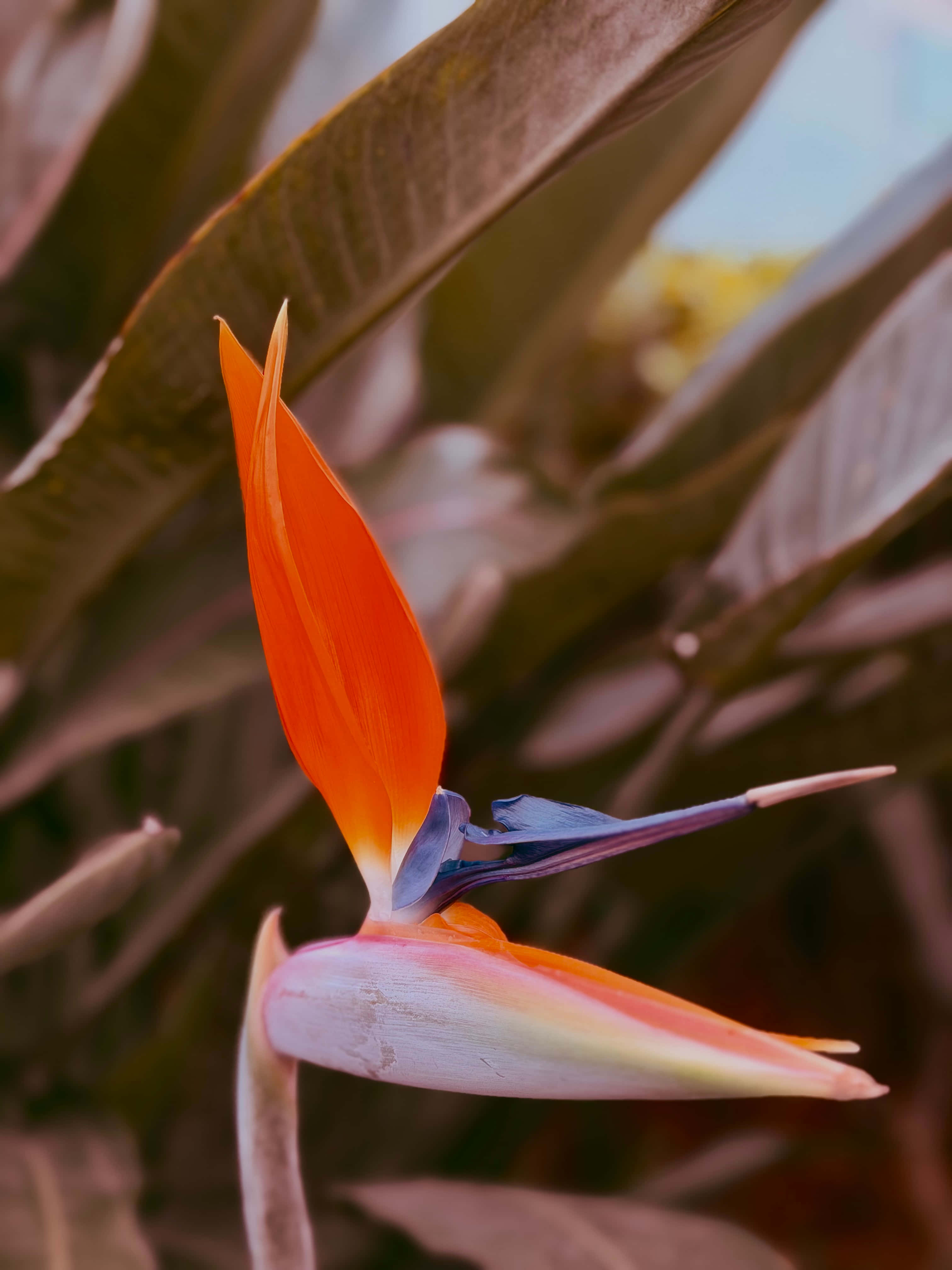 Bulaklak ng Ibong Adarna Wallpaper