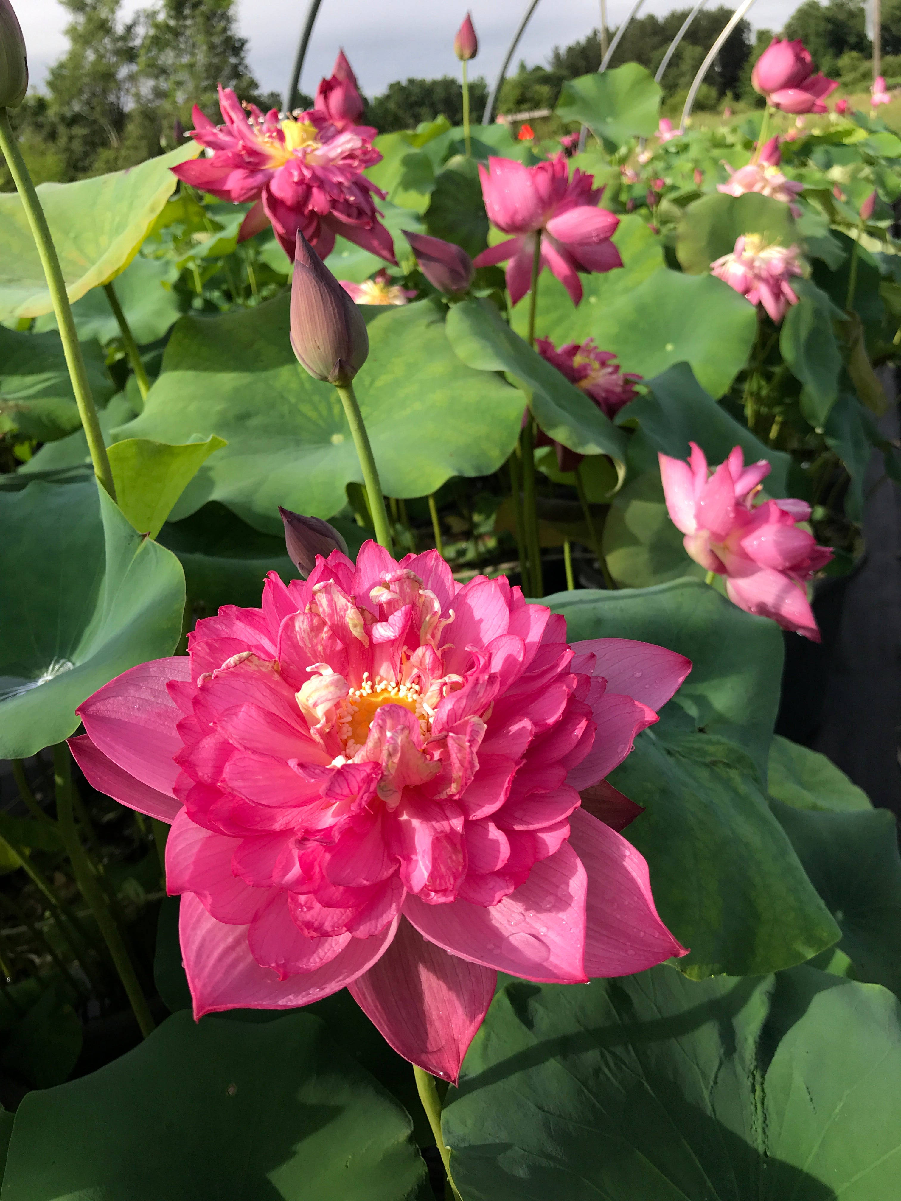 Bulaklak ng Lotus na Fuchsia Wallpaper
