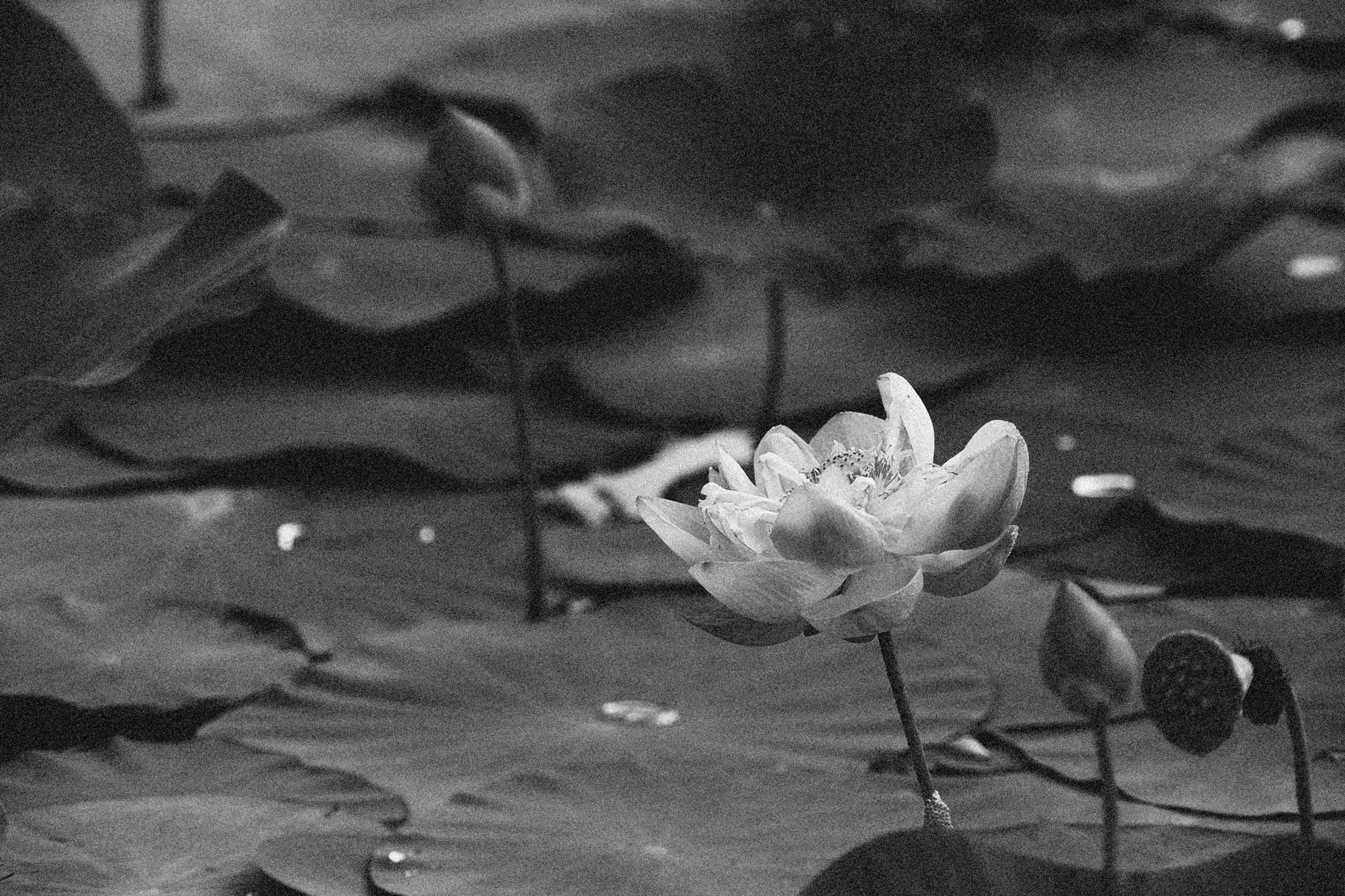 Bulaklak ng Lotus na Antigo Wallpaper
