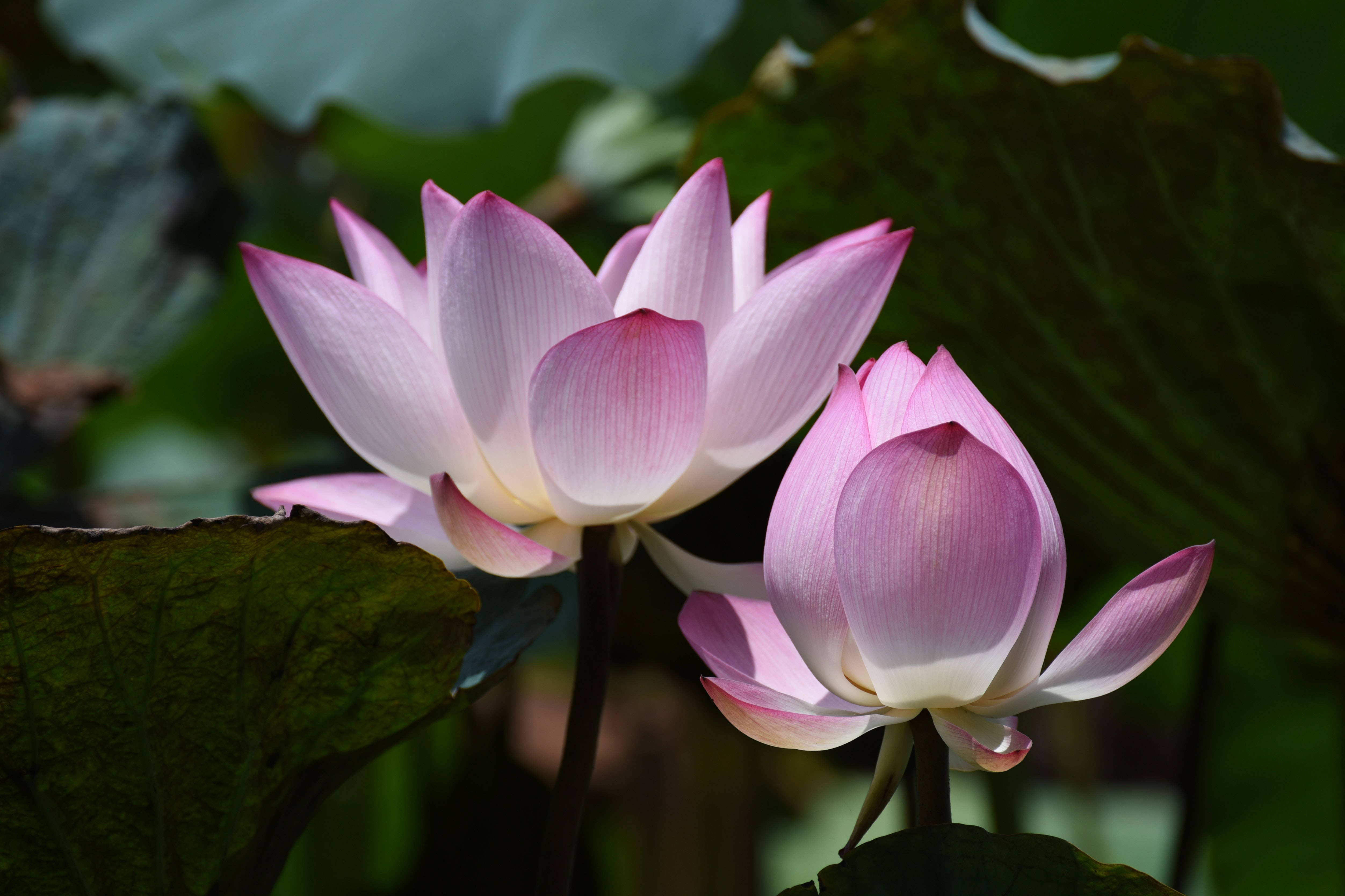 Bulaklak ng Lotus na Chawan Basu Wallpaper