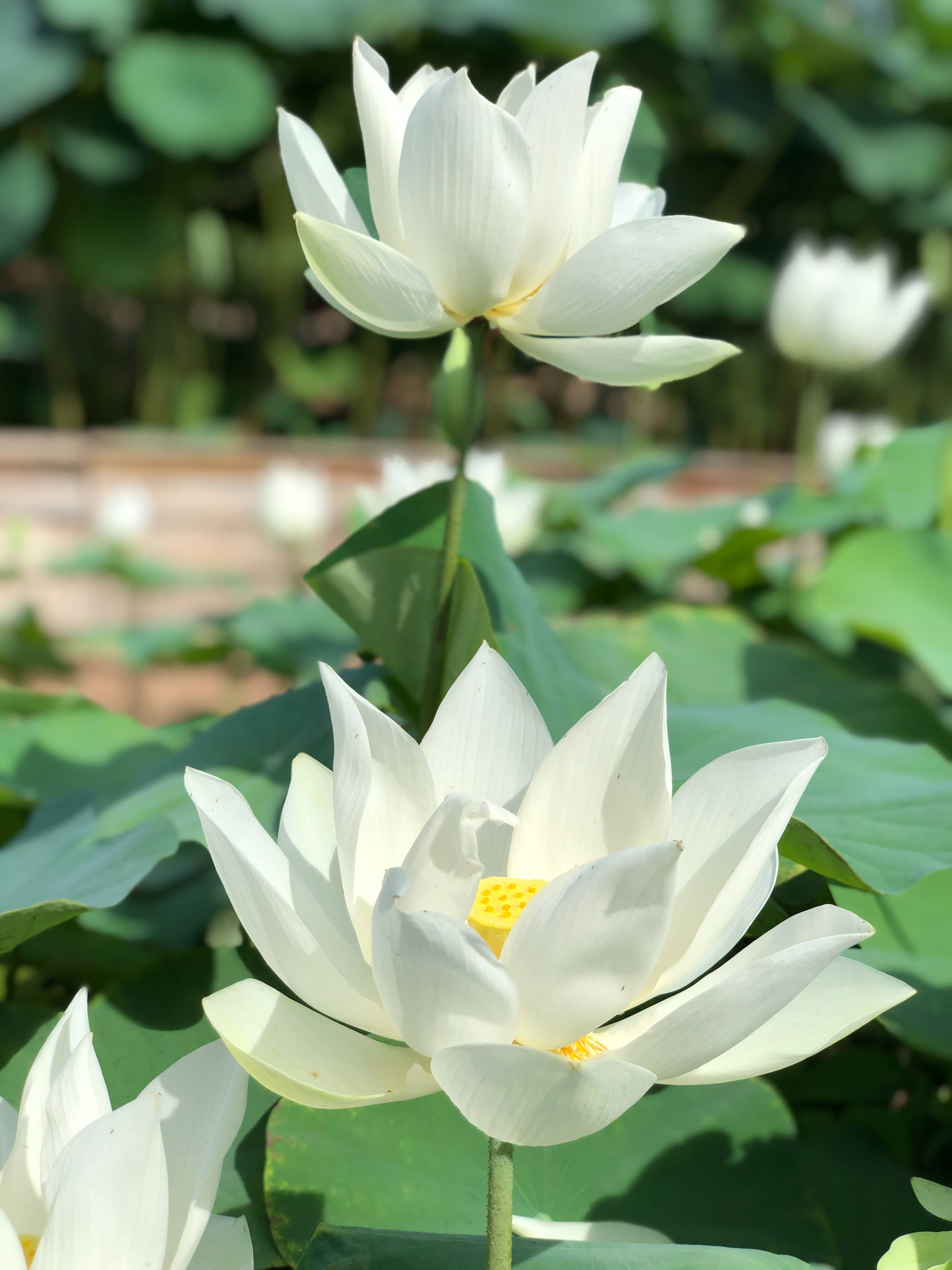 Bulaklak ng Puting Lotus Wallpaper