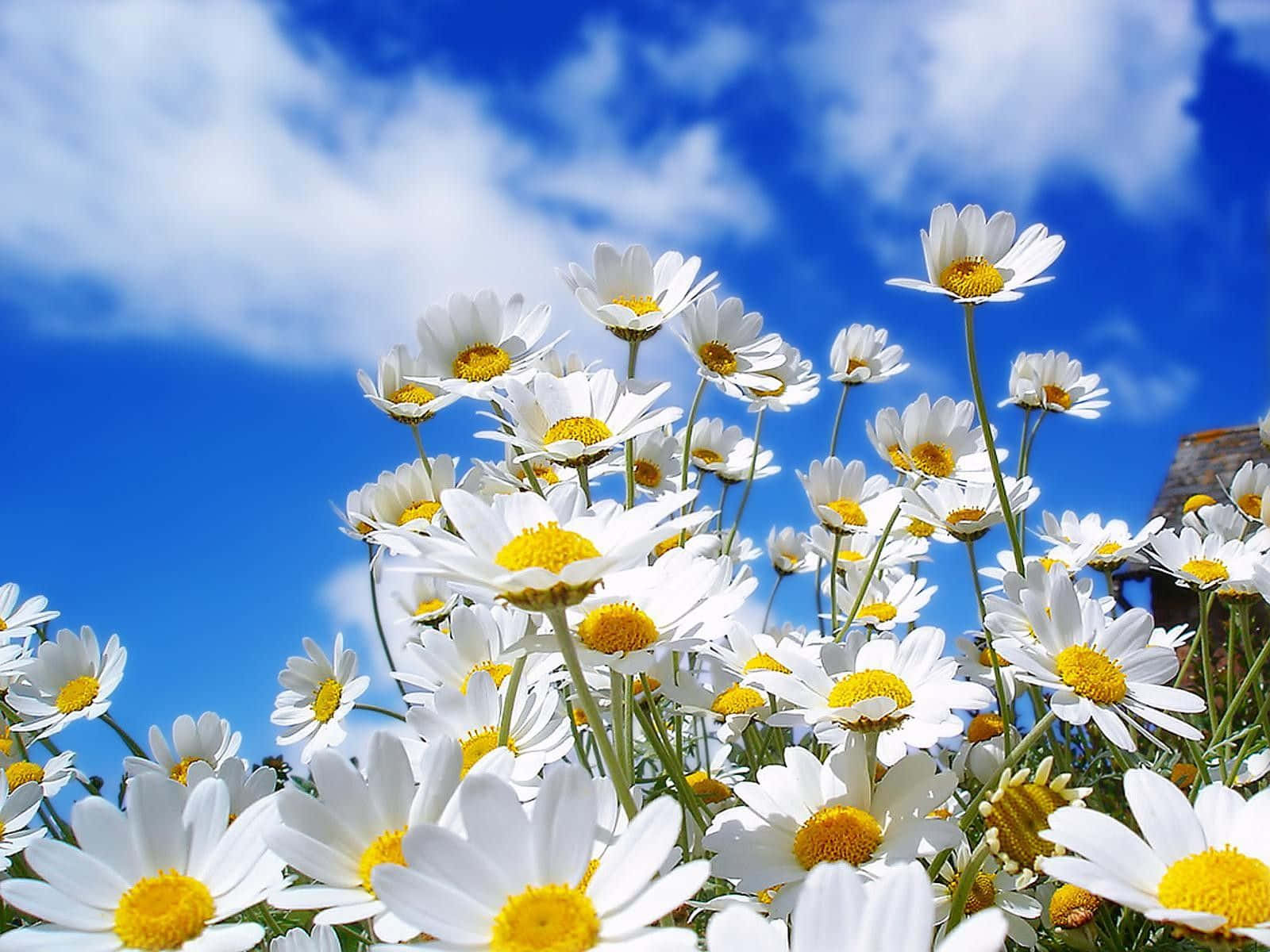 Bulaklak ng Tagsibol na Desktop Daisies Asul na Langit Wallpaper