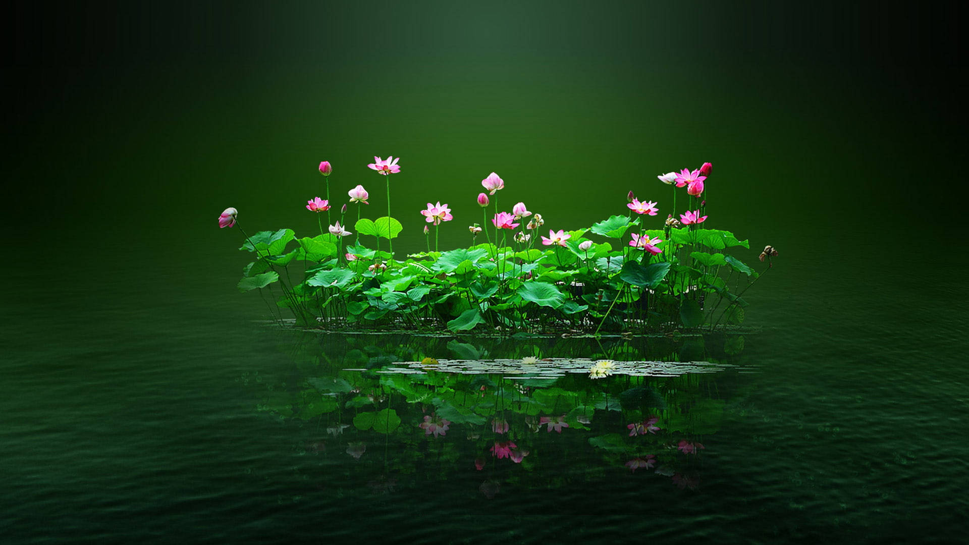 Bulaklak PC sa Lawa ng Lotus Wallpaper