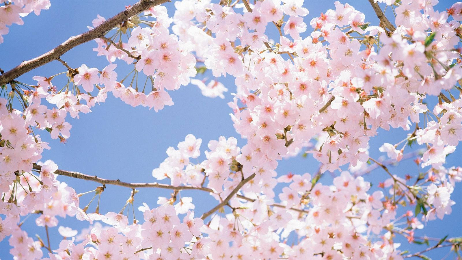 Bungkos ng Cherry Blossom Wallpaper