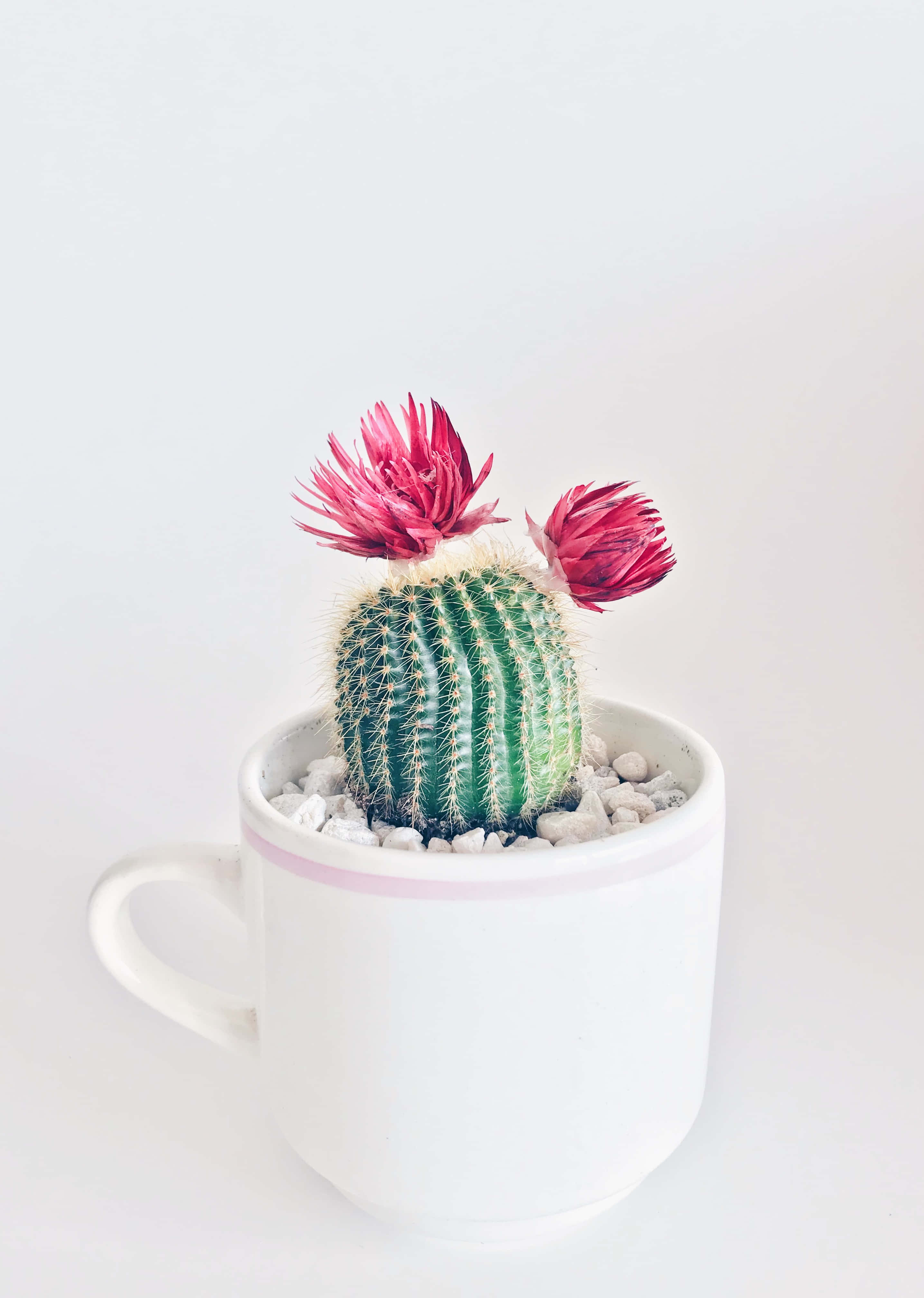 Burak na Bulaklak sa Tasa Wallpaper