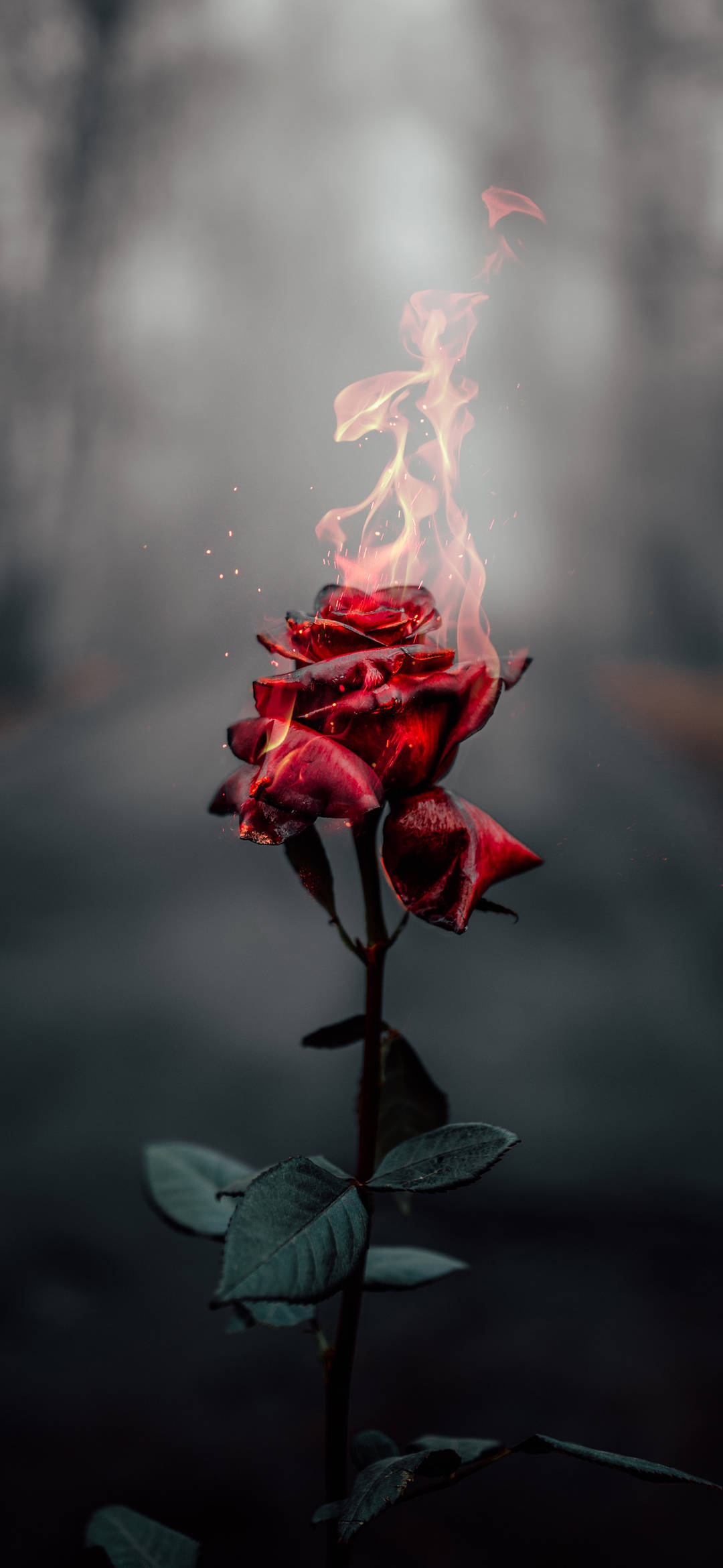 Burning Rose Aesthetic iPhone Xr Wallpaper