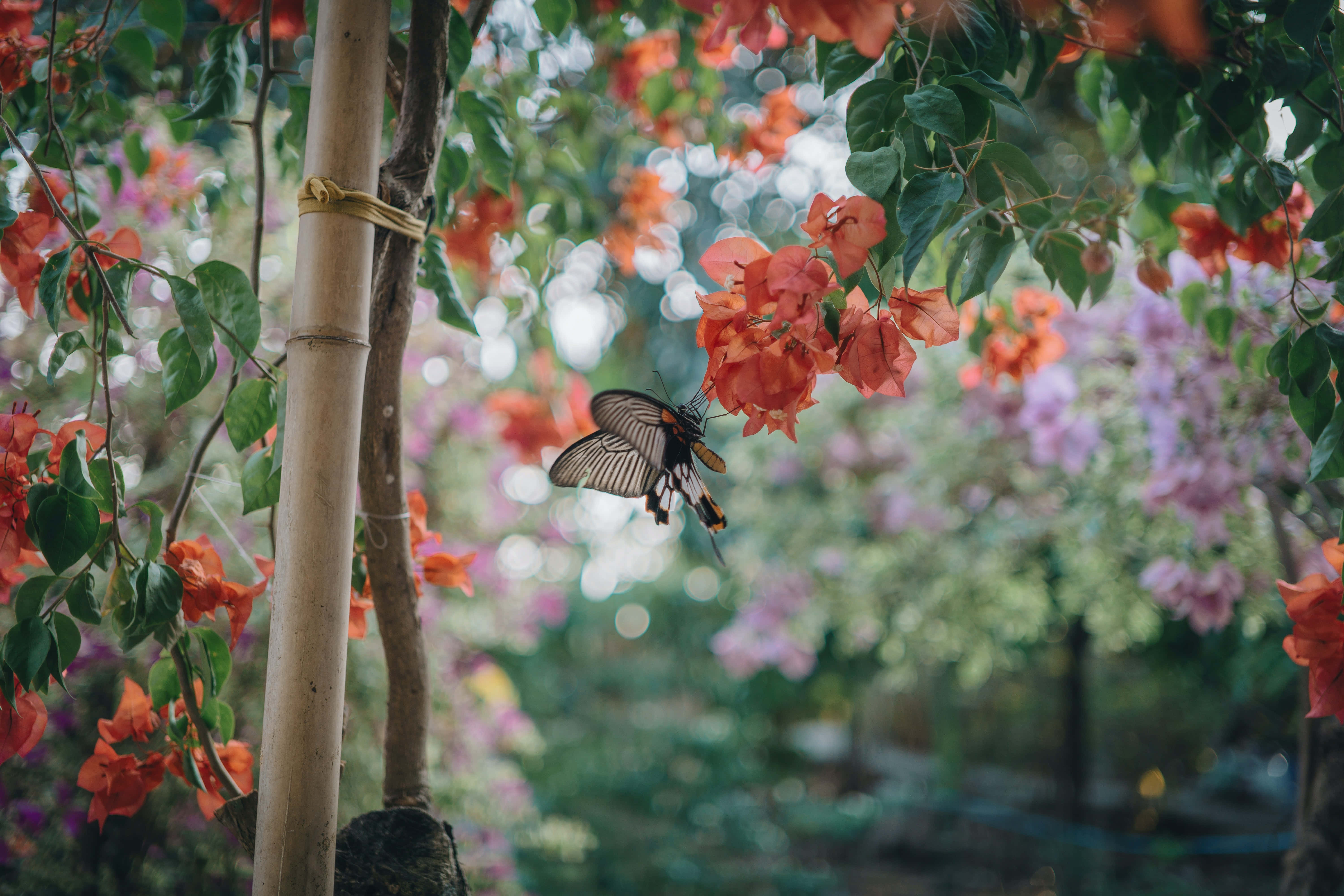 Butterfly Aesthetic pictures Wallpaper