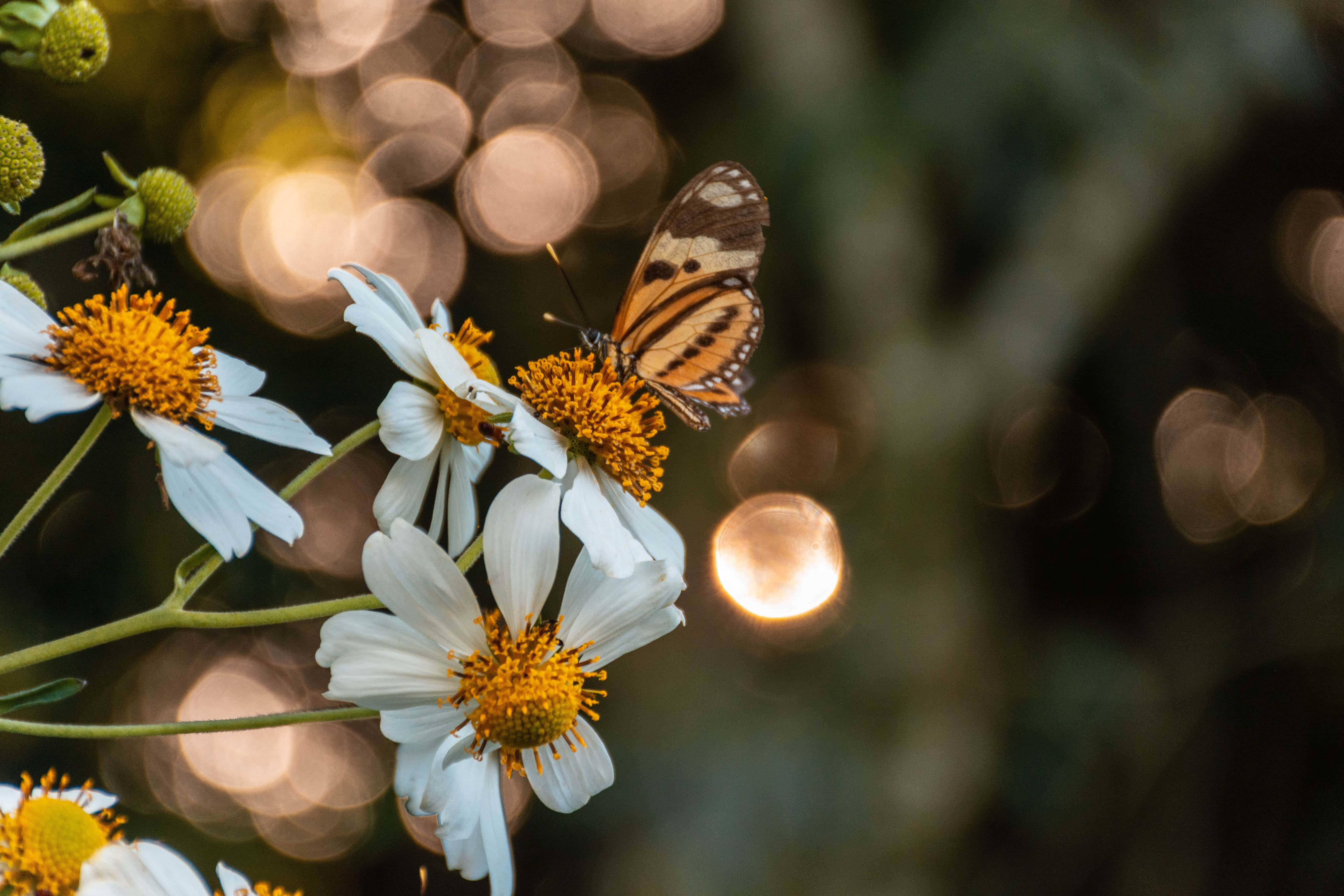Butterfly Aesthetic na mga larawan Wallpaper