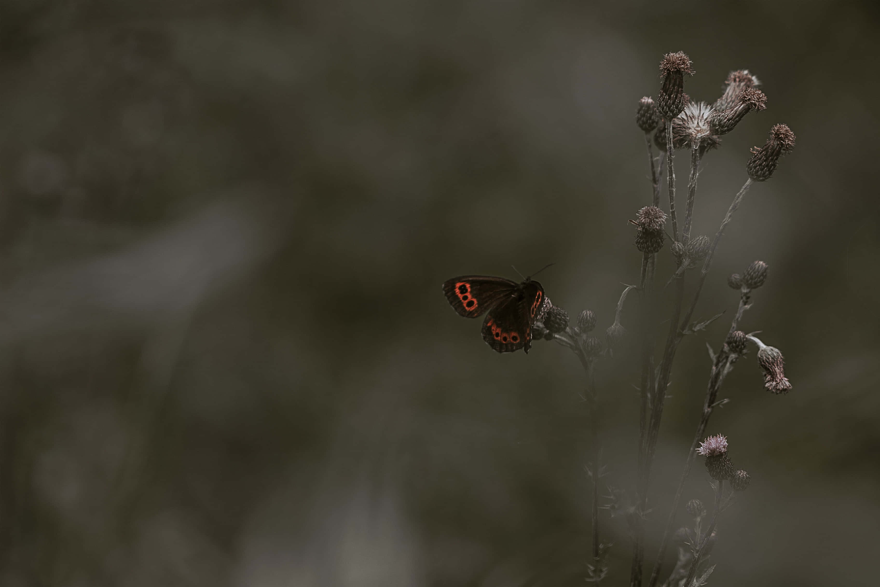 Paruparo Aesthetic na mga Larawan Wallpaper