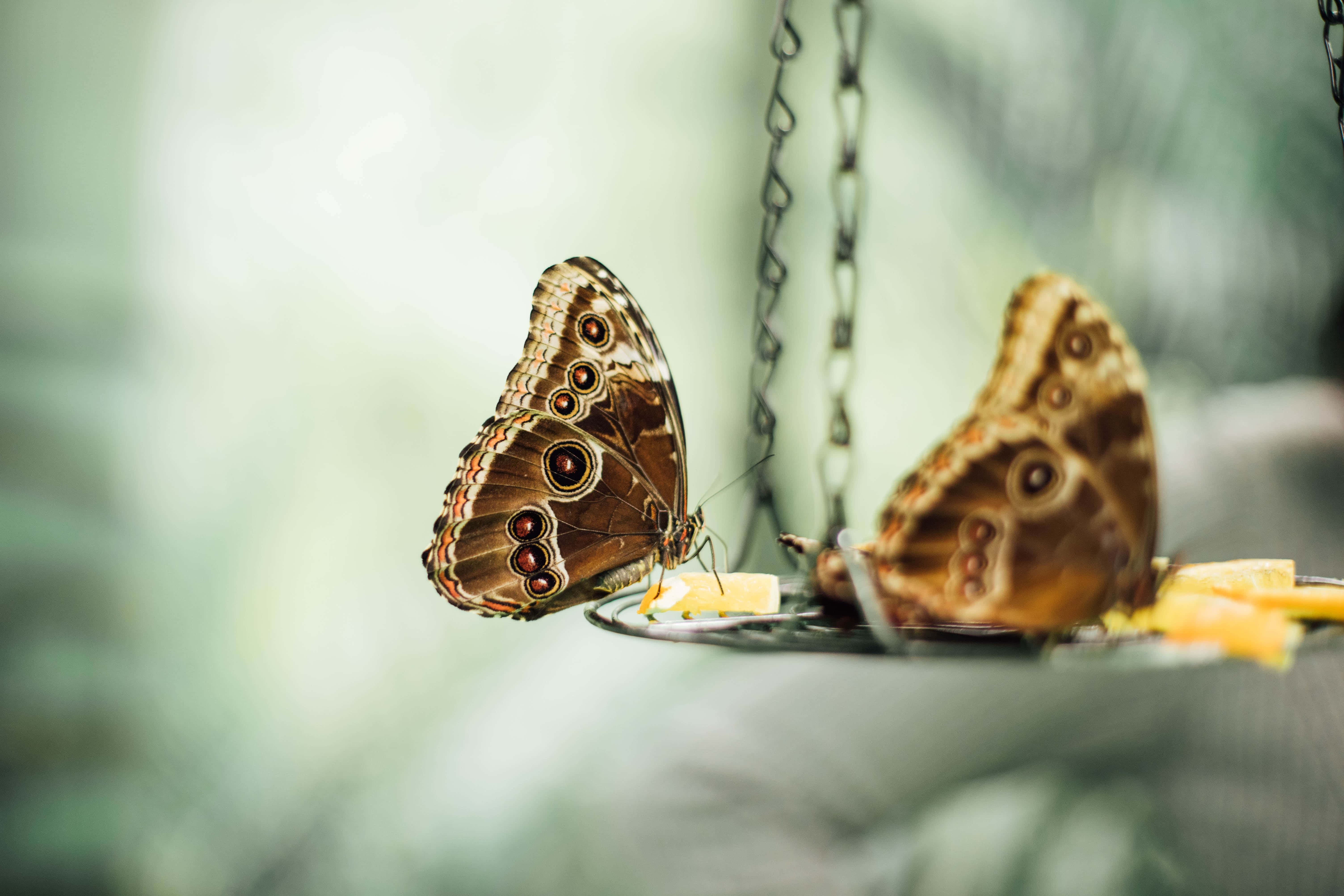 Butterfly Aesthetic na mga larawan Wallpaper