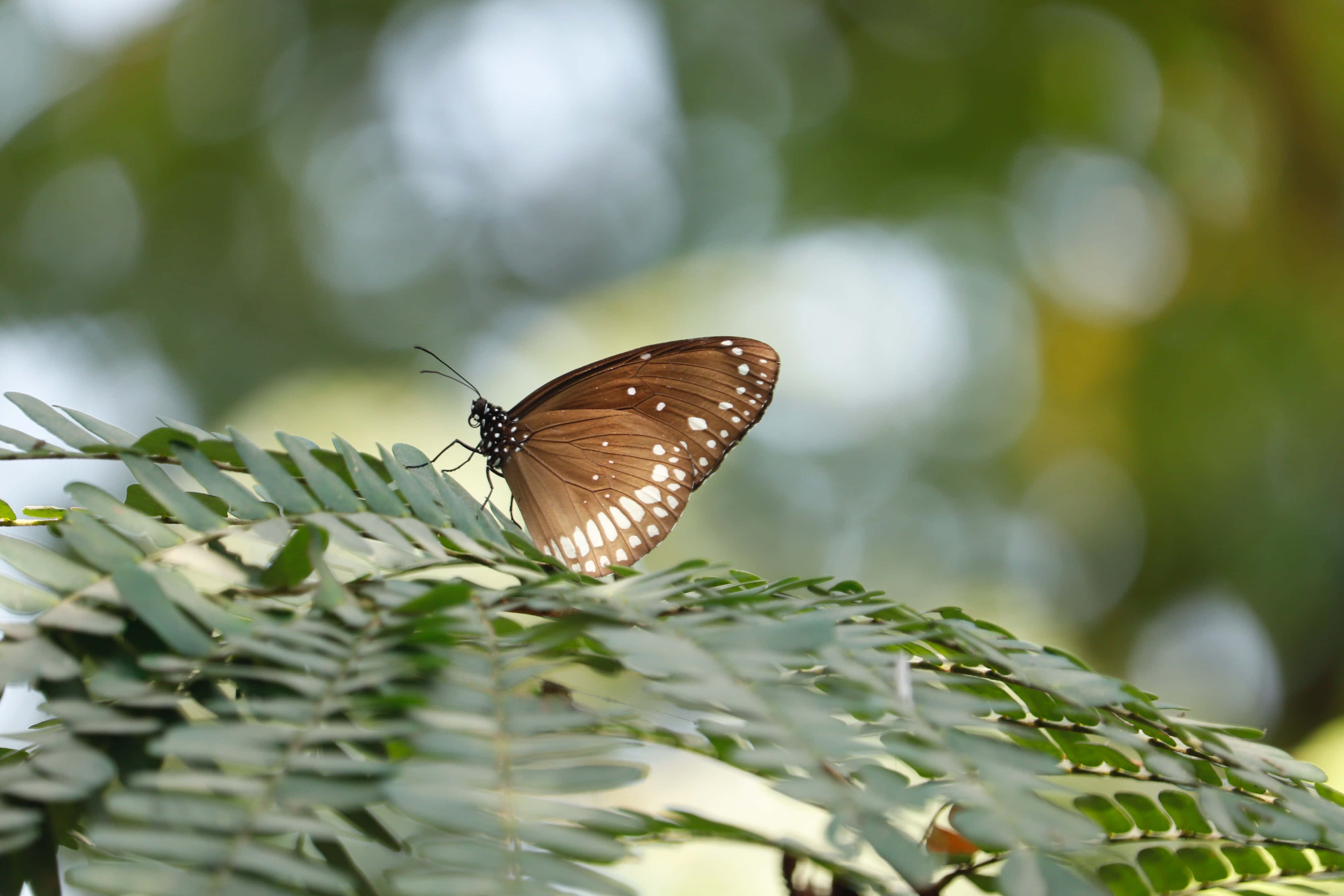 Butterfly Aesthetic pictures Wallpaper