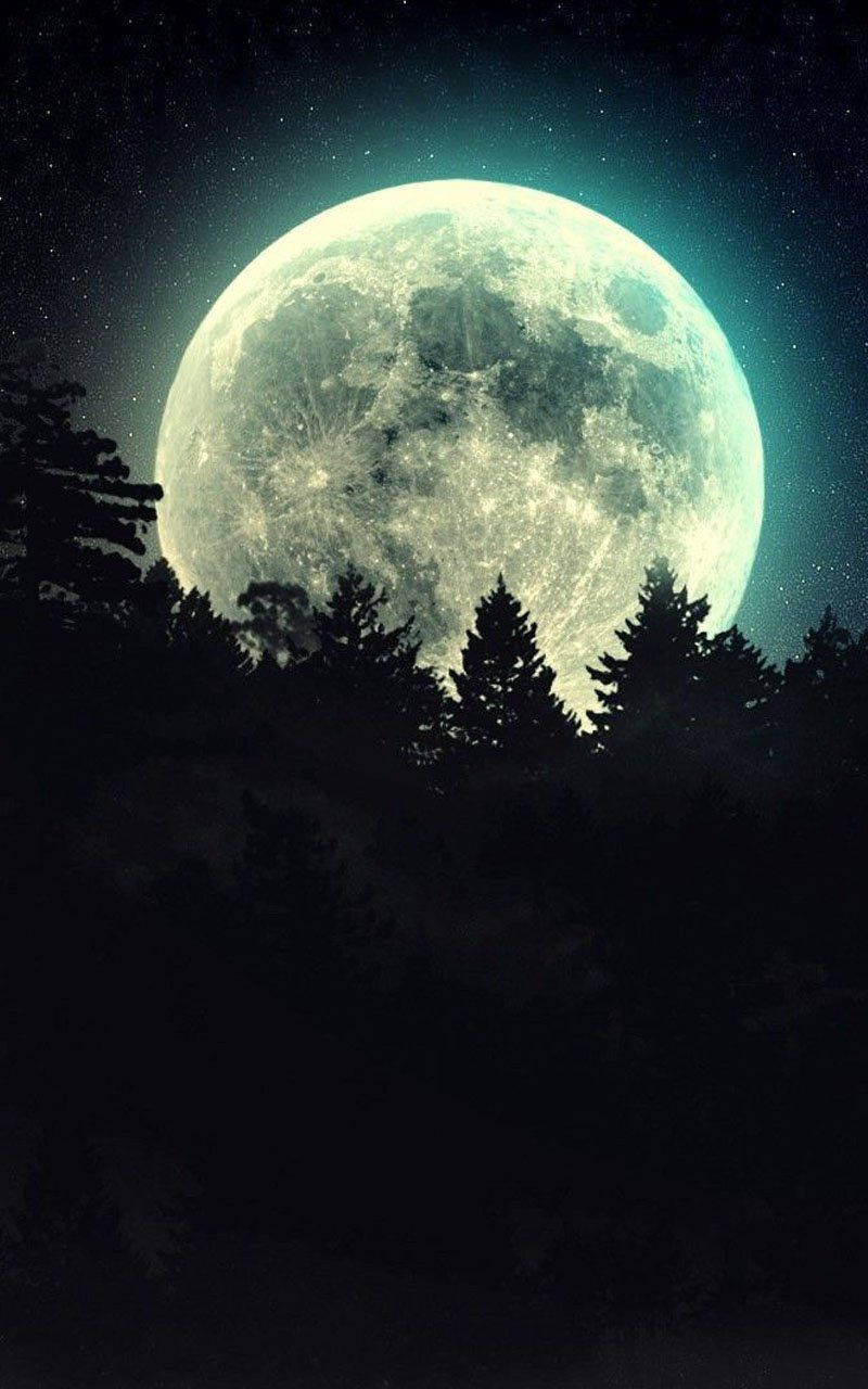 Buwan Telepono Puno ng Pino Wallpaper