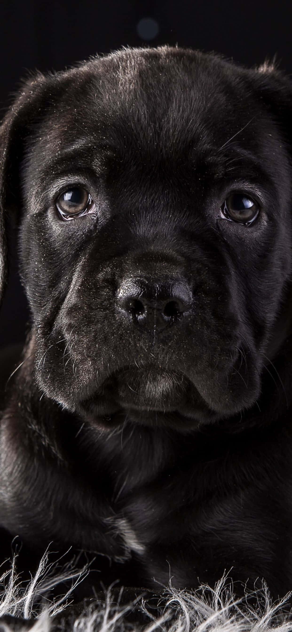 Cane Corso - Isang Tapat at Mapagmahal na Lahi Wallpaper