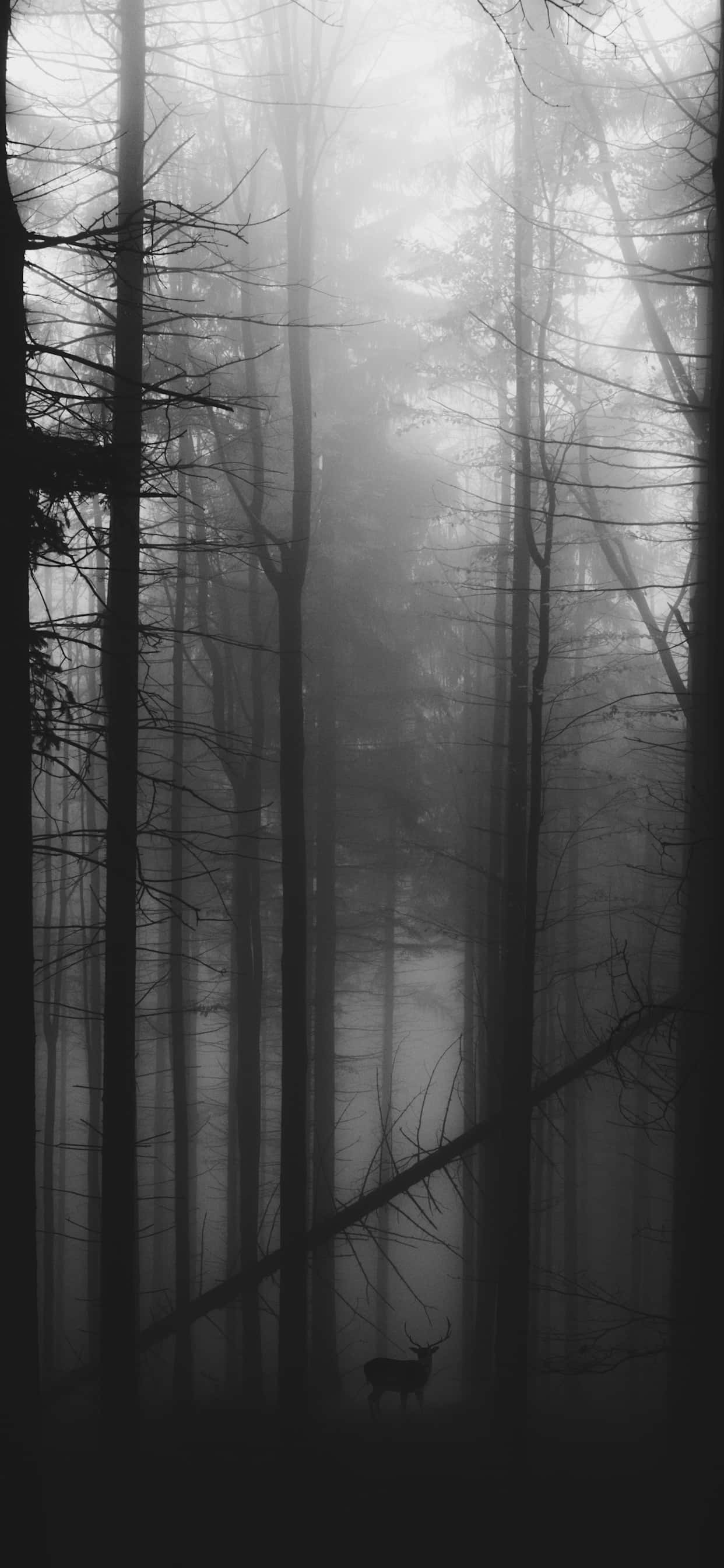 Caption: Aesthetic Monochromatic World Wallpaper