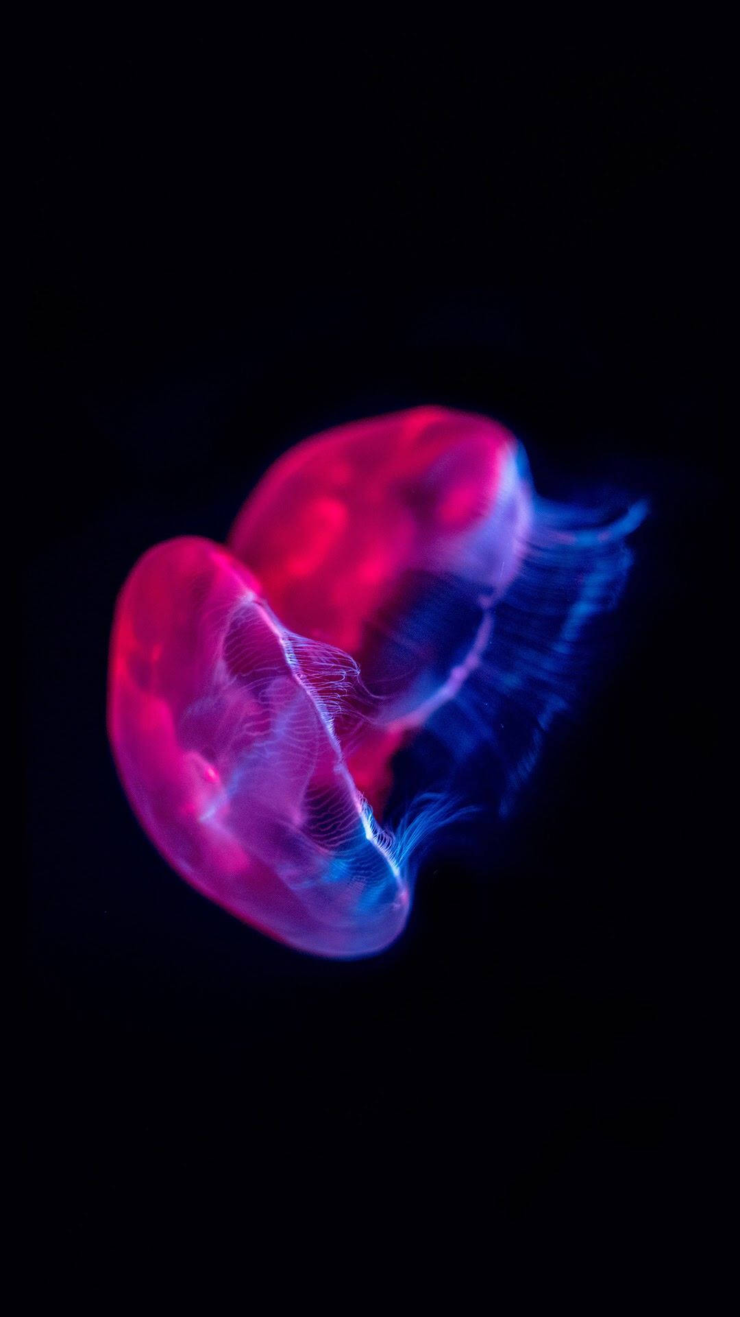 Caption: Majestic Magenta Jellyfish sa OLED Display Wallpaper