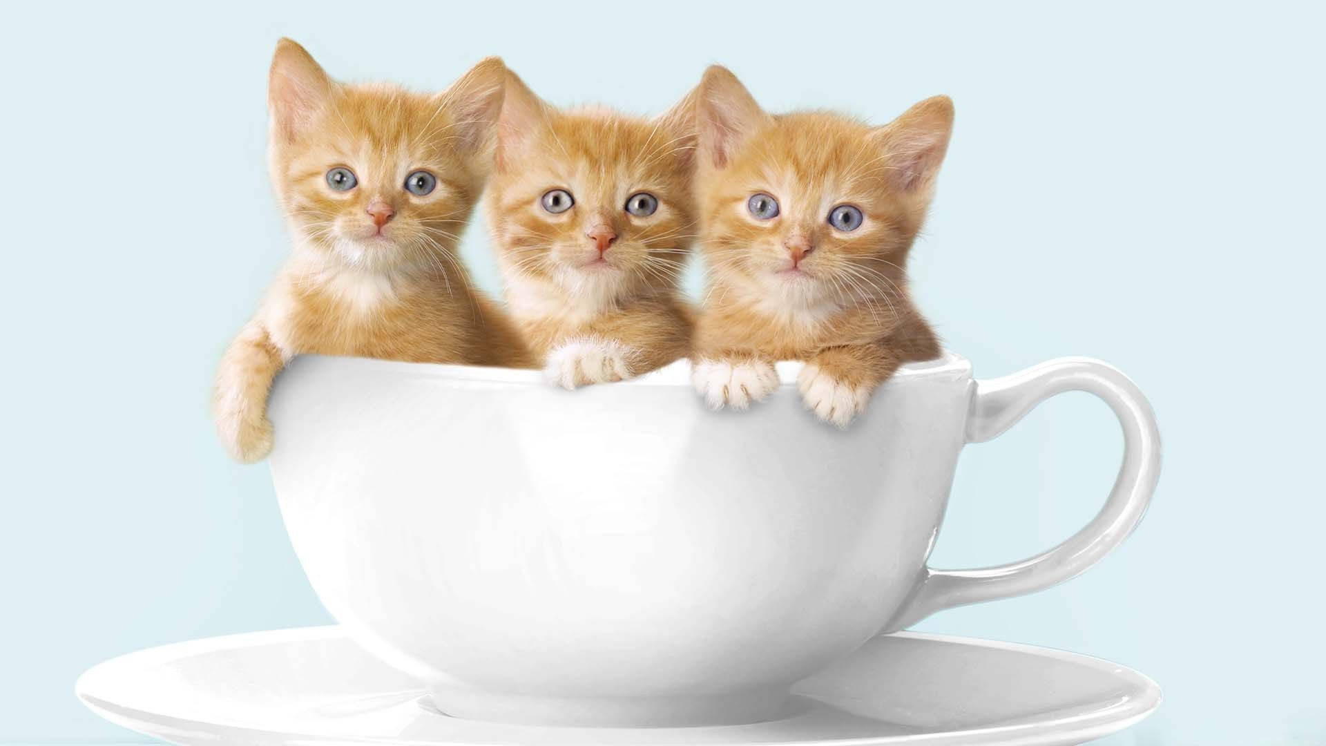 Caption: Pusa na Kumportableng Nakakulong sa Tasa ng Kape Wallpaper
