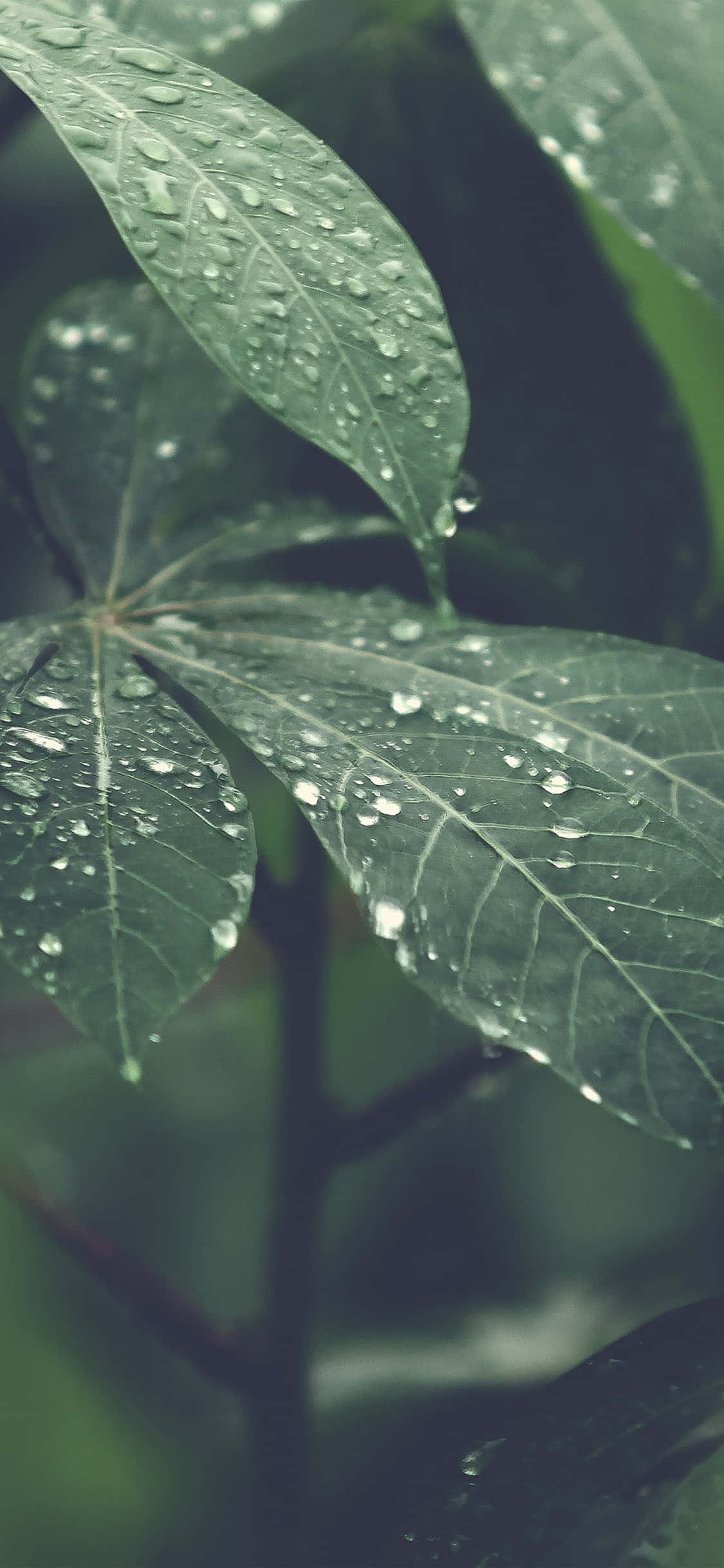 Nakakabighani iPhone X Nature Background Wallpaper