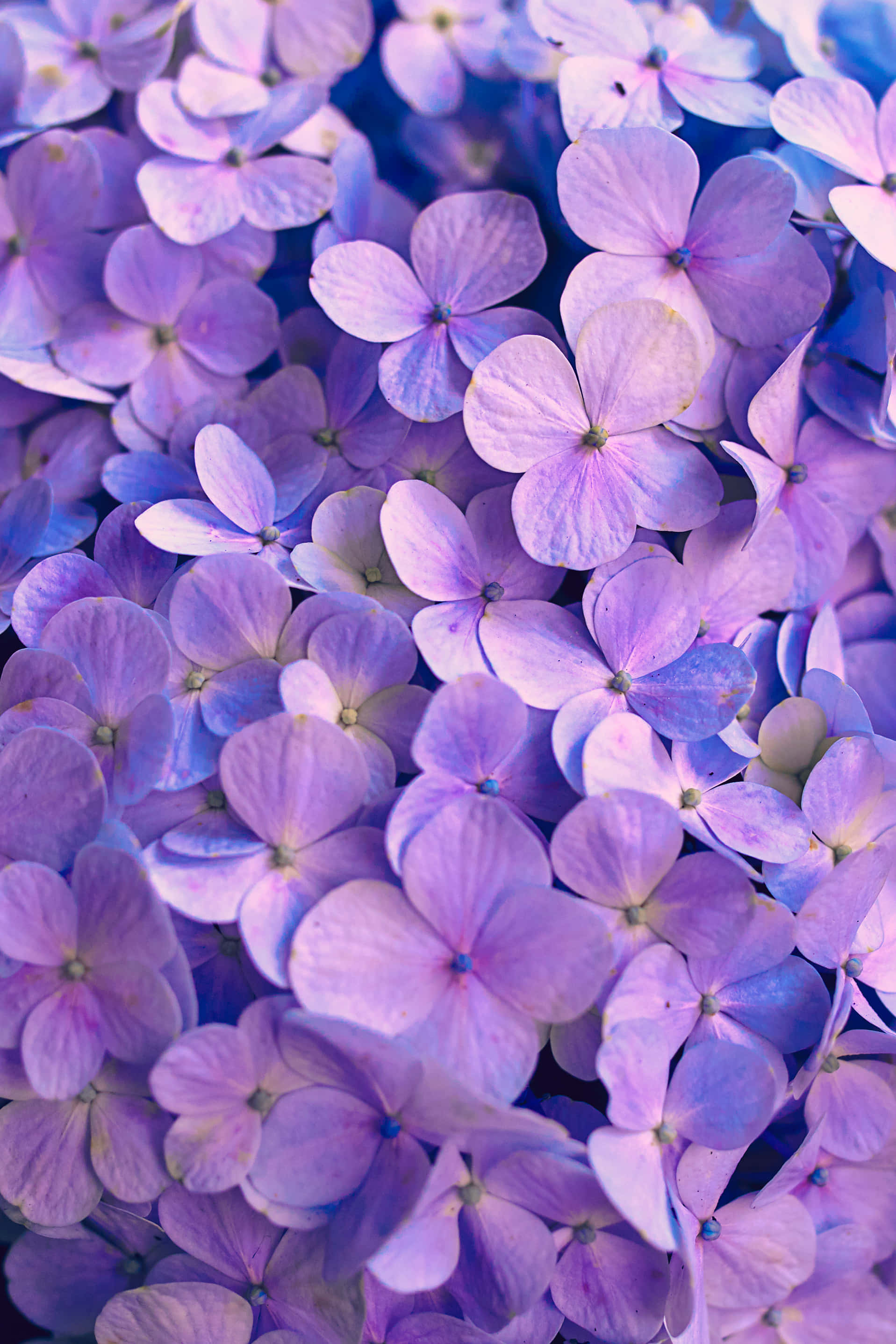 Nakakabighani na Purple Floral Background Wallpaper
