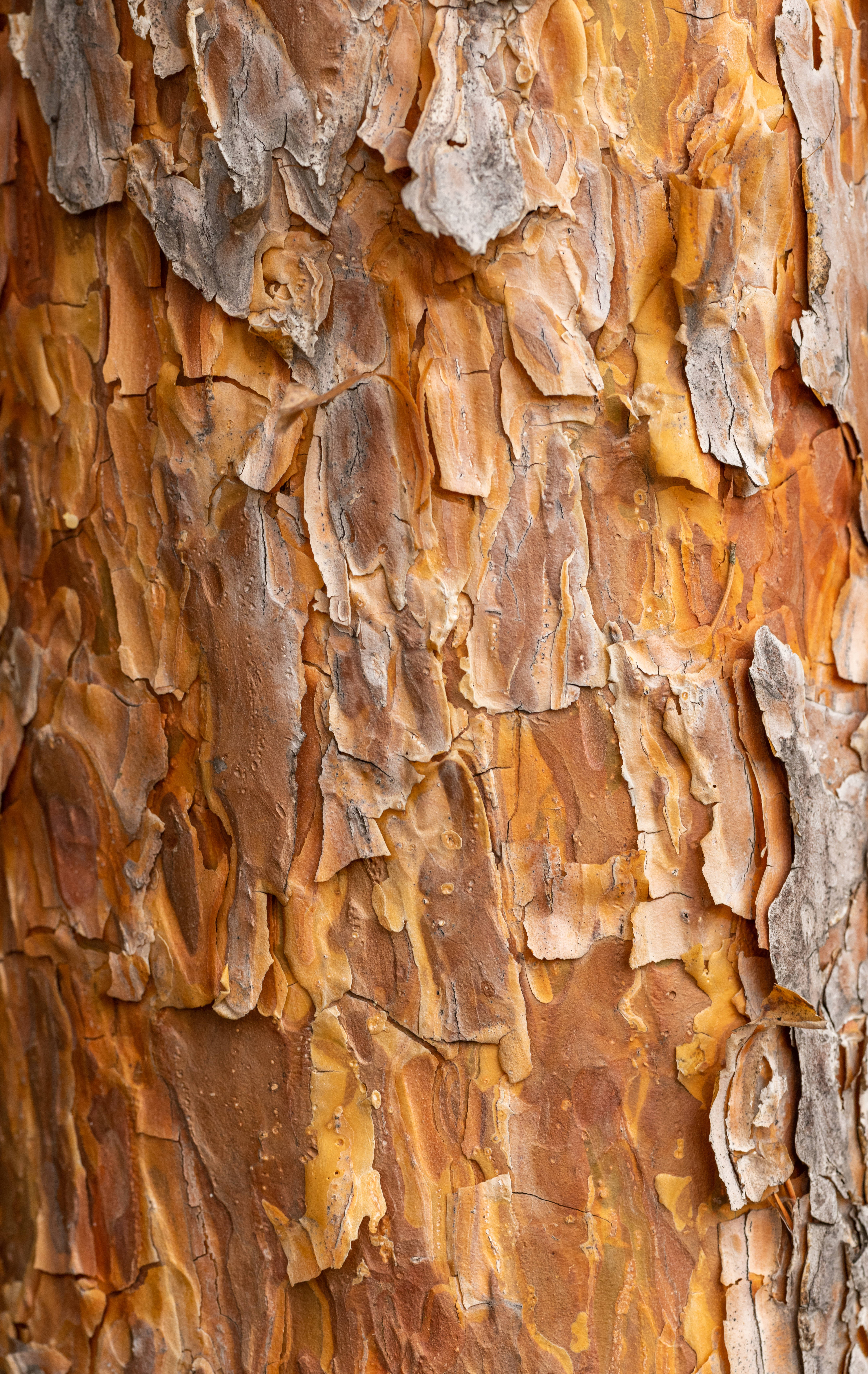 Caramel Brown Textured Bark Wallpaper