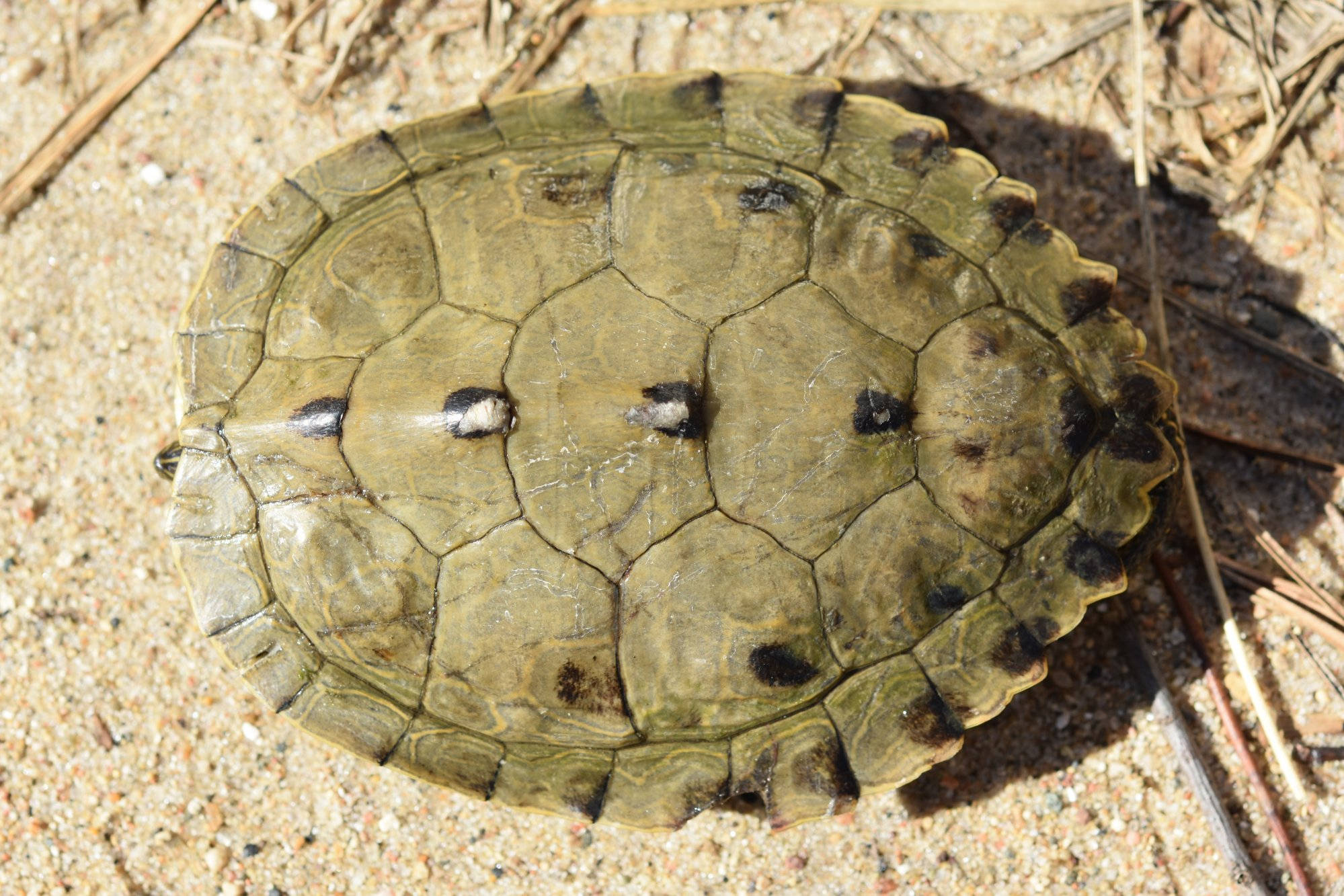 Carapace ng Lalaking Peke na False Map Turtle Wallpaper