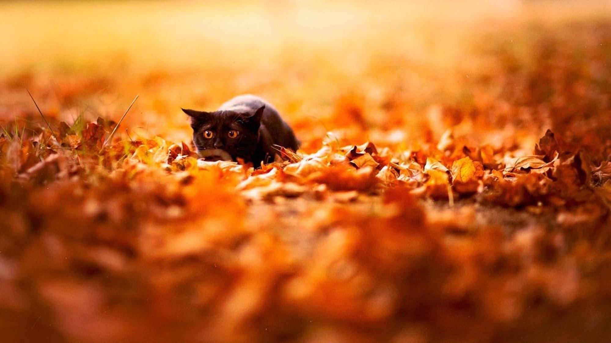 Cat at Dahon ng Taglagas Wallpaper