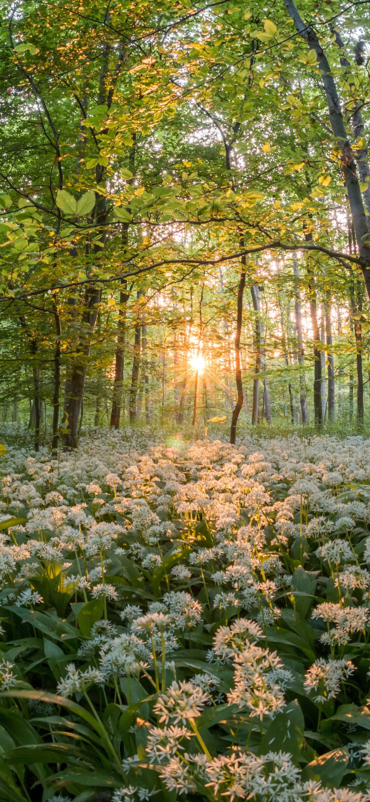 Ipagdiwang ang Spring gamit ang Google Pixel 3 Wallpaper