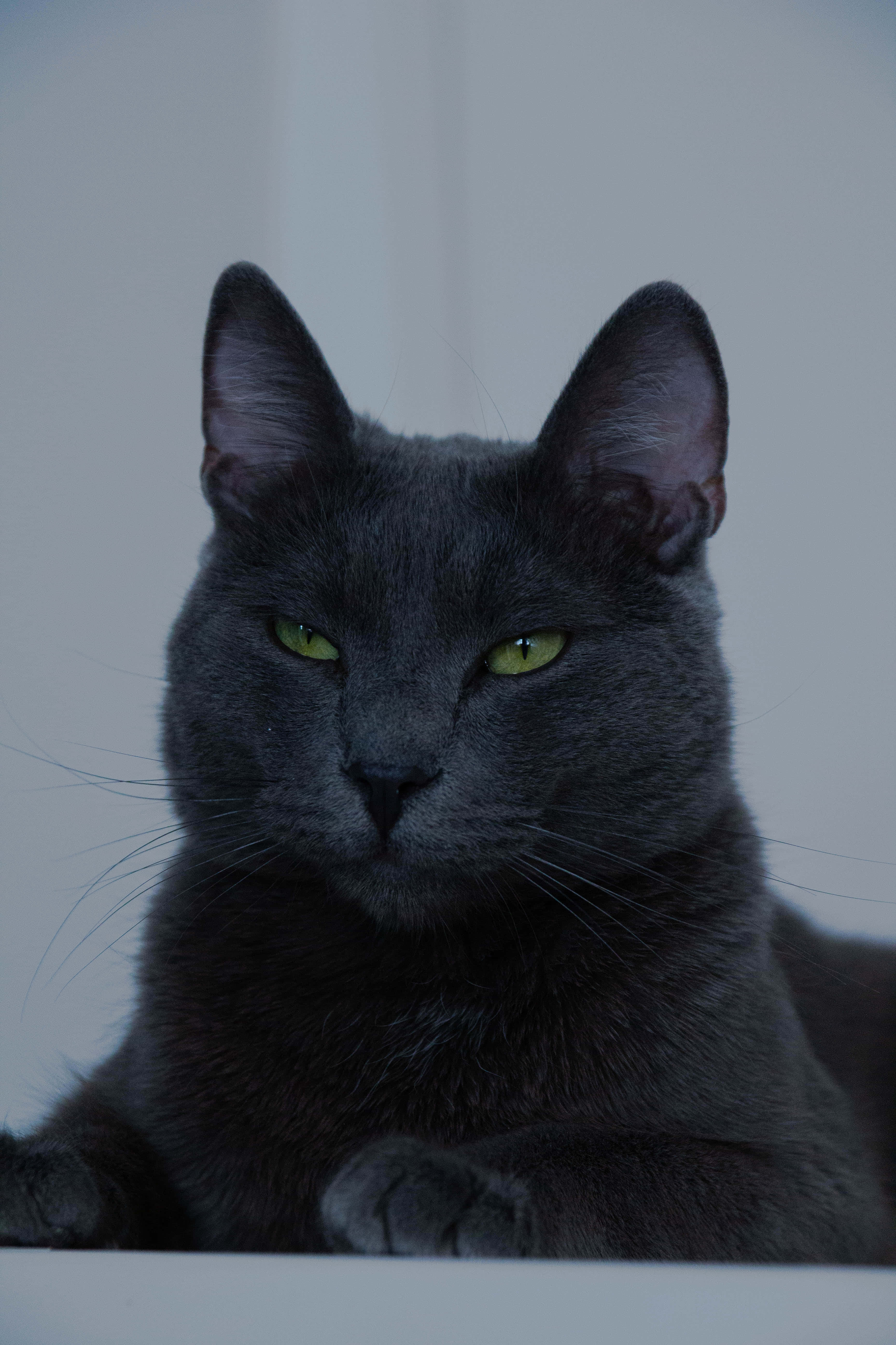 Tingnan ang cute na Asul na Pusang Ruso! Wallpaper