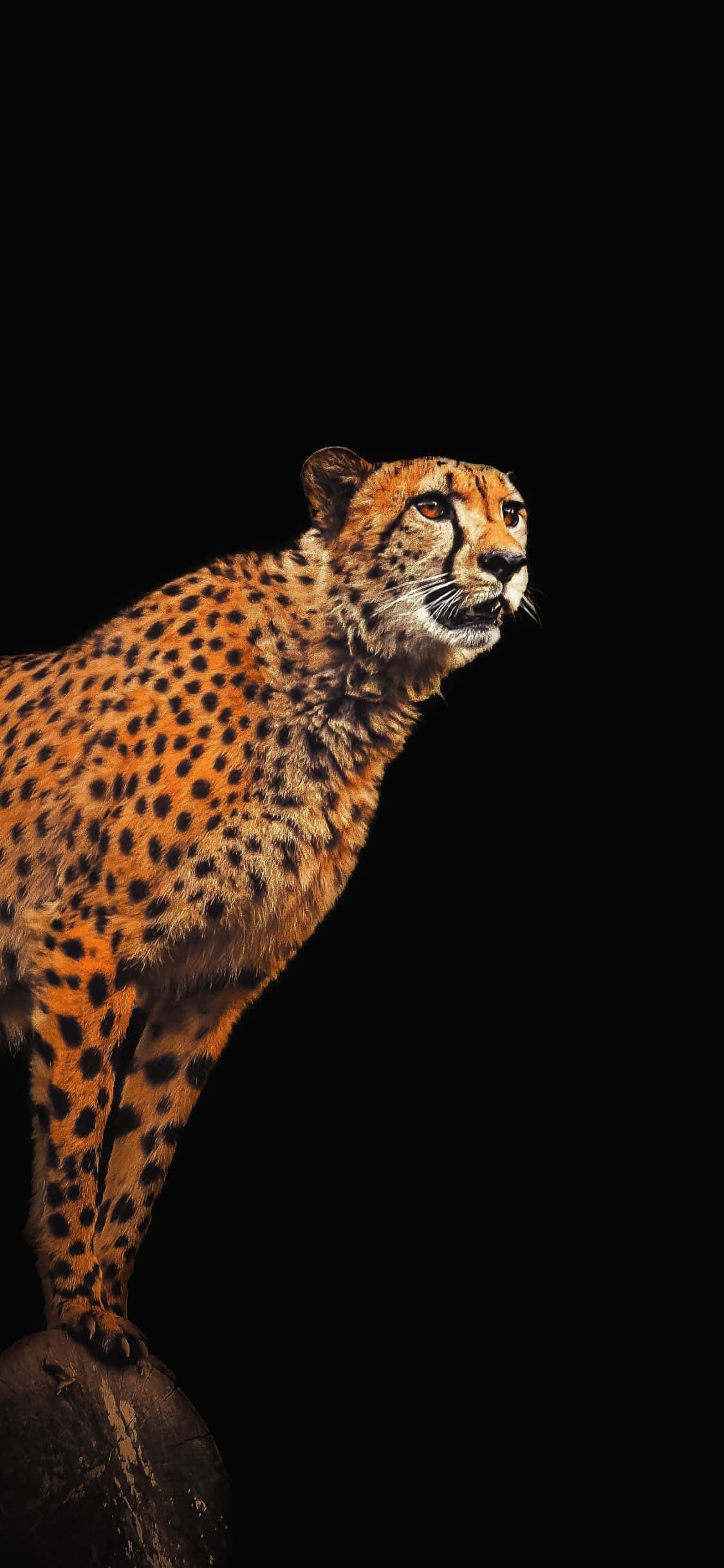 cheetah sa isang bato na may itim na background Wallpaper