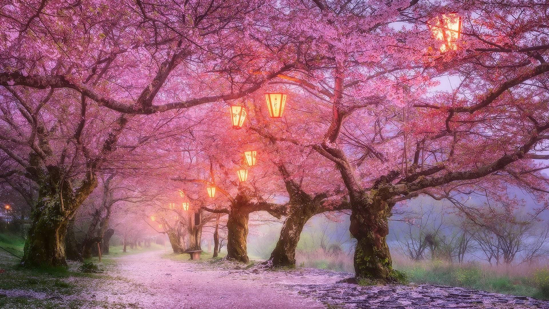 Cherry Blossom at mga Lampara Wallpaper